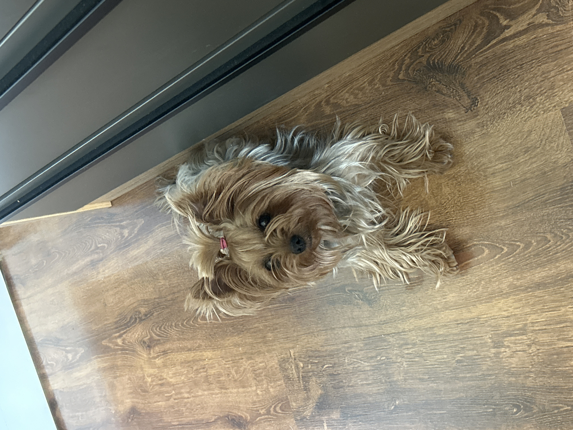A medium shot depicts a Yorkshire Terrier lying on a wooden floor with dark wood grain, adjacent to a dark gray cabinet or drawer set. The dog has a reddish-pink hair tie or ribbon on its head, and its fur is a mix of brown and light gray hues. The scene is situated indoors with natural light. There is no indication of being in Burgas, Bulgaria.
