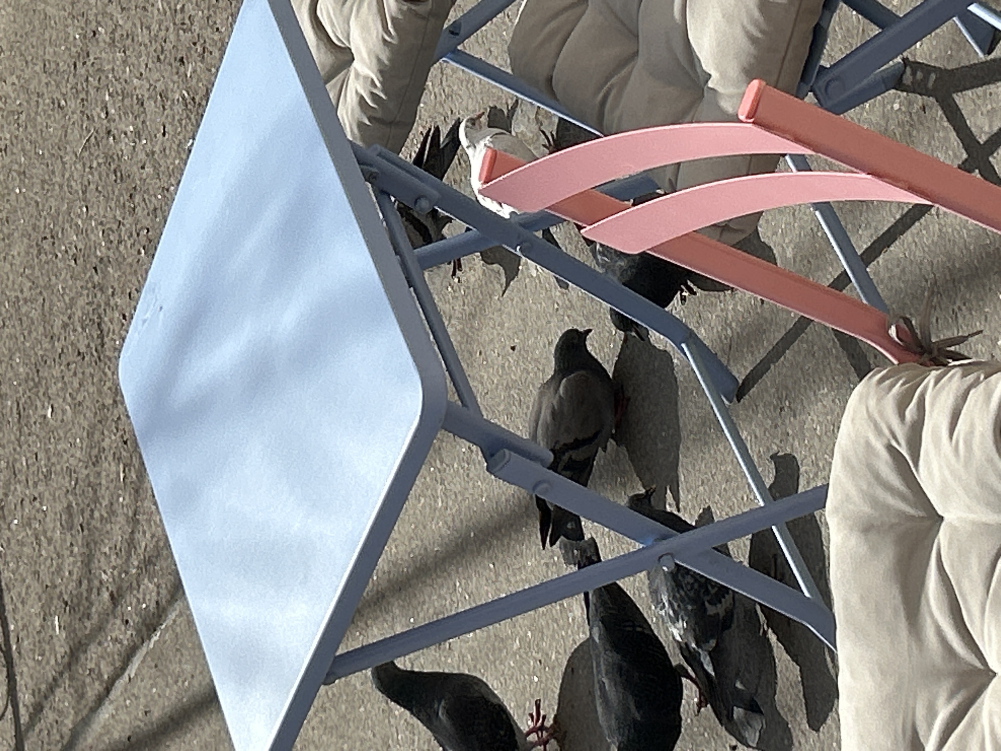 This rotated image captures an outdoor scene, likely a patio or urban area, dominated by several pigeons gathered on a textured ground surface, which appears to be concrete or asphalt. There are at least six to eight pigeons visible; most are dark grey or black, while one notably lighter, possibly white or light grey, pigeon is situated towards the upper center.
The pigeons are congregated around and under various chairs. A light blue folding chair or table is partially visible on the left side of the frame, showing its light blue surface and part of its metal support structure. To its right, another outdoor chair features distinctive pink or salmon-colored metal slats, possibly forming its backrest or part of its seat. A light-colored, possibly beige or cream, cushioned seat is also visible on this chair. The lower body of at least one person, wearing light-colored (beige or khaki) trousers, is partially visible, indicating someone is seated on one of these chairs.
The scene is brightly lit by natural sunlight, casting sharp, elongated shadows from the chairs and other elements onto the ground, suggesting a clear, sunny day, likely morning or afternoon. The activity primarily involves the pigeons foraging or resting on the ground, while a person is casually seated nearby. There is no visible text in the image, and while the context places the location in Saint Petersburg, Russia, there are no specific visual cues within the frame to confirm this. The overall impression is a common urban interaction between people and pigeons in an outdoor setting.