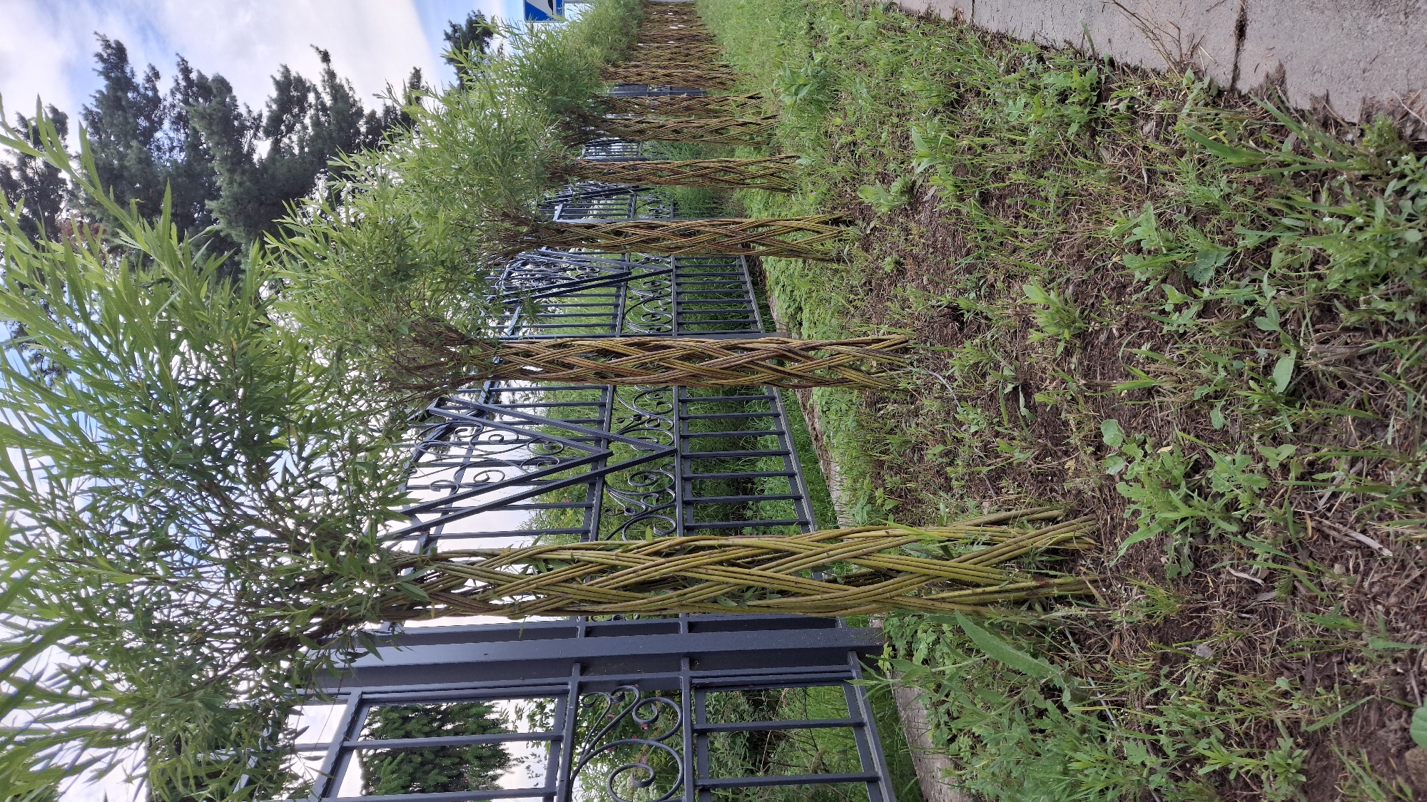 The image depicts a row of artistically braided trees, likely willows, planted along a black ornamental metal fence in Innolovo, Russia. The trees are young, with slender trunks braided together to form a twisted, column-like structure. They are topped with lush green foliage. The ground in front of the fence is covered with soil and various green plants, suggesting a garden or park setting. The fence itself features intricate scrolling metalwork. In the background, a large evergreen tree is visible, along with a cloudy sky. The scene appears to be an outdoor environment in a suburban or rural area, possibly a residential property or public space. There are no people or animals present in the image.