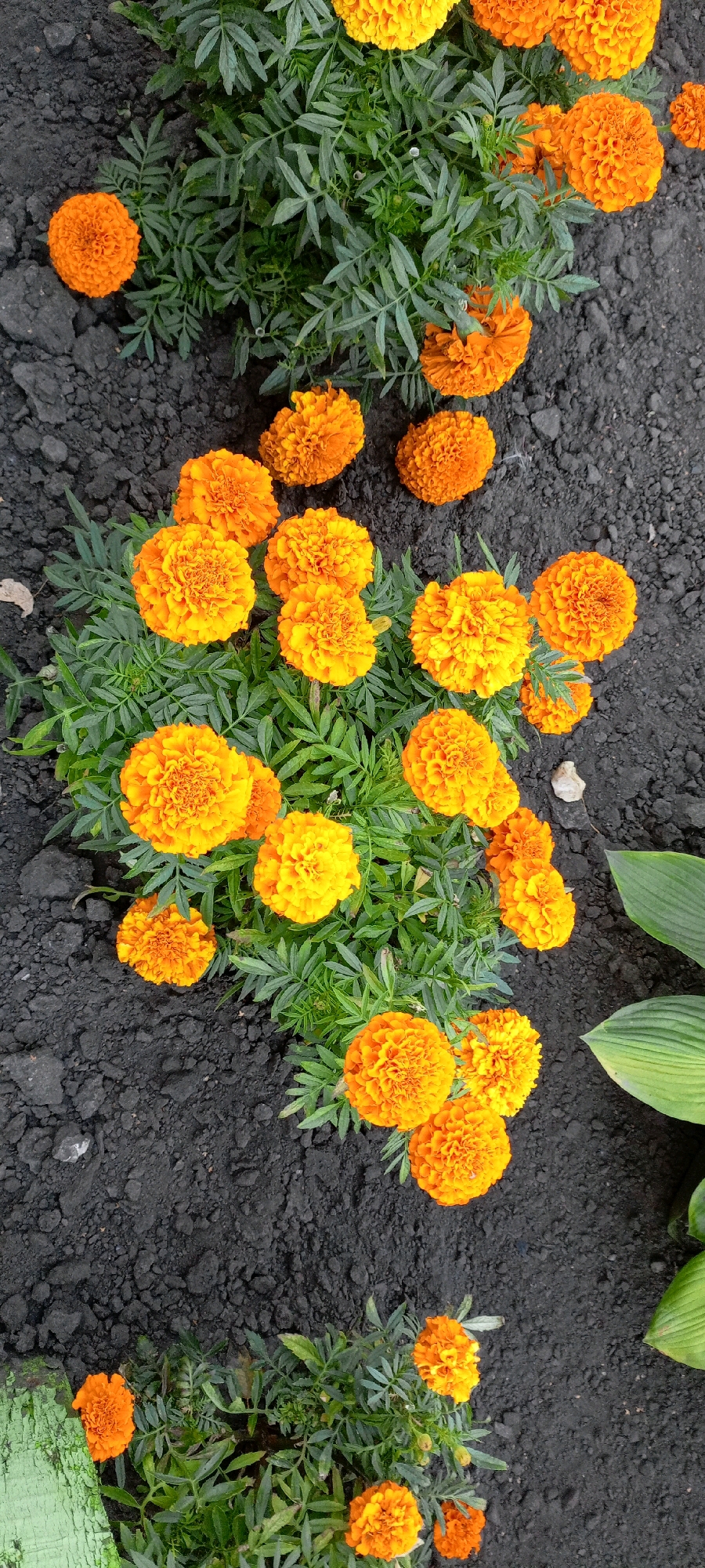 The image displays a cluster of bright orange and yellow marigold flowers growing in dark soil. The flowers are varied in size and fullness, with some appearing more tightly budded and others fully bloomed with ruffled petals. The foliage is a deep green and feathery. The soil appears somewhat coarse and uneven, with some small pebbles visible. In the upper portion of the image, there are a few marigolds that are partially out of frame. To the right, a large, light green leaf from another plant is visible, contrasting with the dark soil and vibrant flowers. In the bottom left corner, a small section of a weathered, light green wooden surface is present. The scene is outdoors and appears to be a garden setting. The location is the city of Kirsanov, Russia.