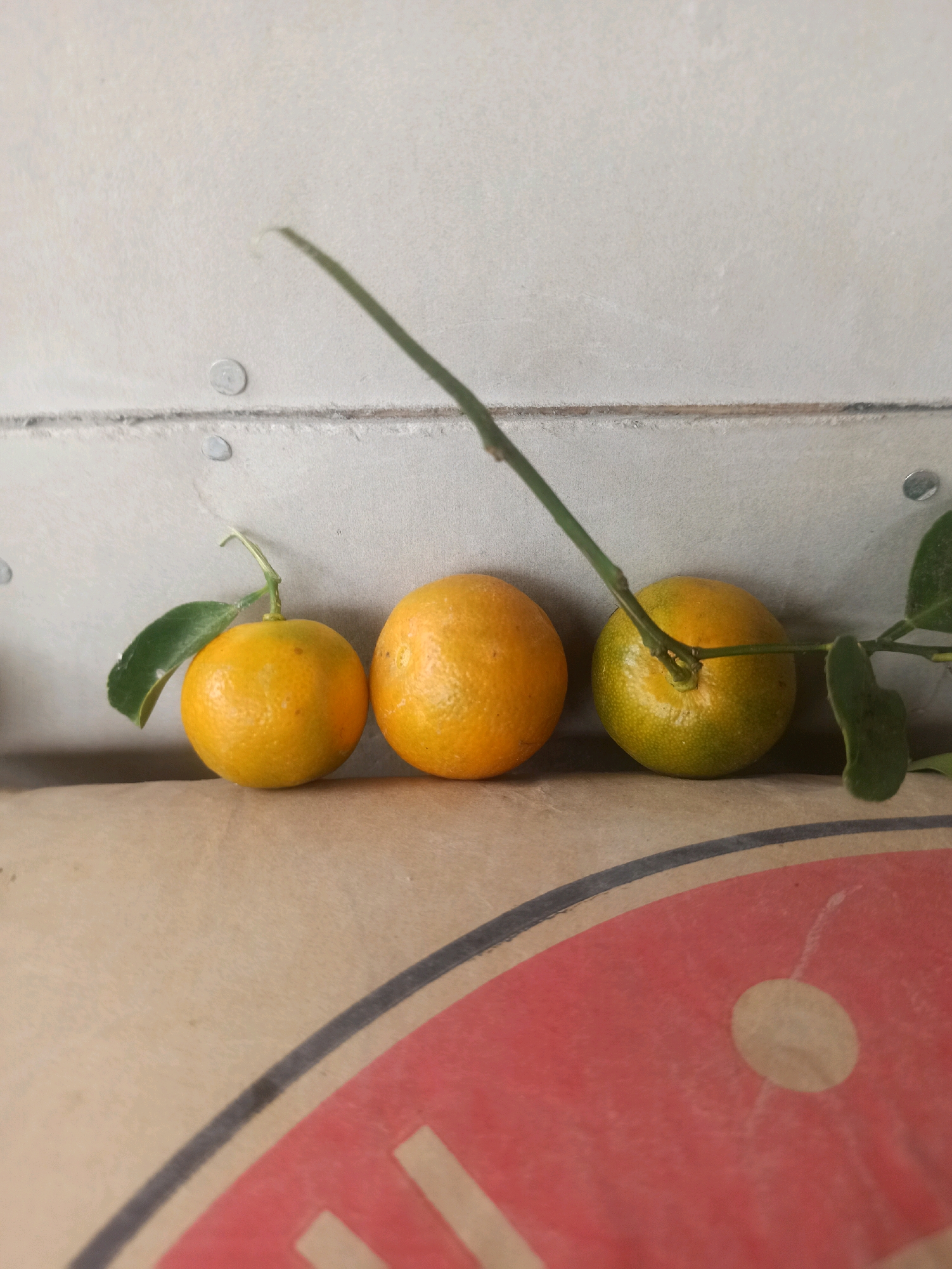 Three small citrus fruits, appearing to be tangerines or mandarins, are lined up horizontally on a textured, light brown surface. The fruit on the left is bright orange with a single green leaf attached to its stem. The middle fruit is also orange, slightly larger than the first, with a visible stem. The fruit on the right is a mix of orange and green, indicating it may be ripening, and has a stem with some green leaves attached. Behind the fruits is a light-colored, textured wall with a horizontal seam and circular fasteners. The foreground shows a portion of a circular graphic with red and dark blue colors on the same light brown surface. The lighting suggests a diffused light source, casting subtle shadows. The overall scene has a natural, still-life quality. There is no information in the image that would allow for a precise location in Sumedang, Indonesia.