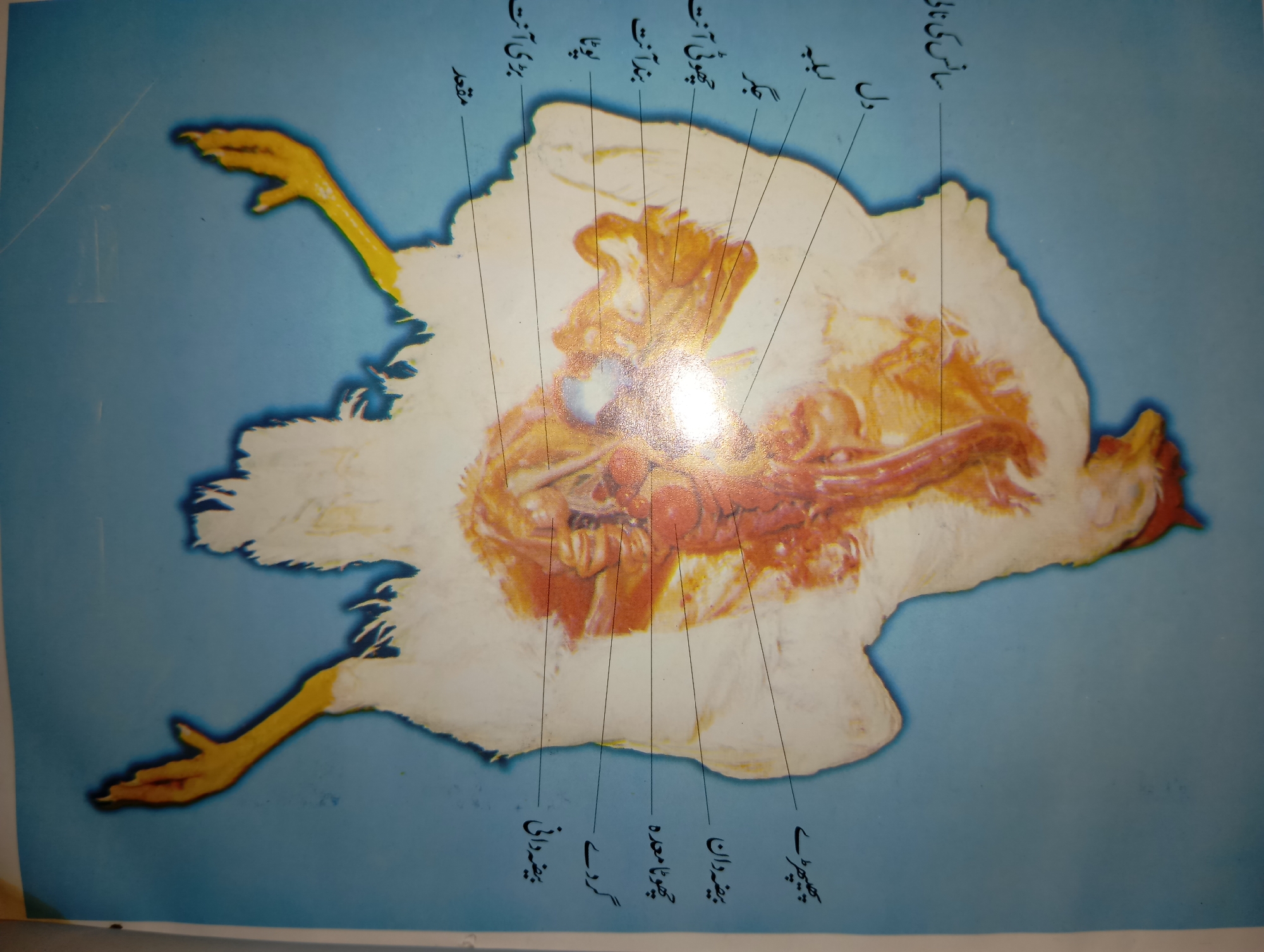 The image displays a diagram of a chicken's internal anatomy, with labels in Urdu pointing to various organs. The labels indicate parts such as the heart, intestines, and liver. The chicken is depicted as if cut open and laid flat. The background is a solid light blue color. There is no visible information or context suggesting a connection to the city of Mansehra, Pakistan, or any real-world scene.