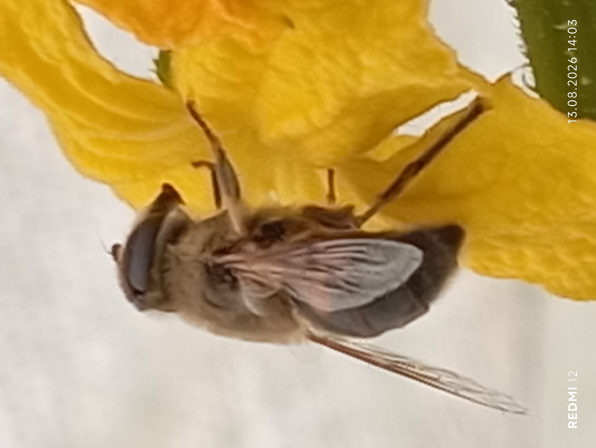 A hoverfly is perched on a yellow flower petal. The hoverfly is a moderate-sized insect with a segmented body, large compound eyes, and transparent wings. The flower petal is bright yellow and appears to be part of a larger bloom. The background is blurred and out of focus, suggesting a shallow depth of field. The image has a timestamp in the lower right corner that reads "13.08.2026 14:03" and a watermark in the lower left corner that reads "REDMI 12". No specific location within the city of Smila, Ukraine can be determined from the image alone.