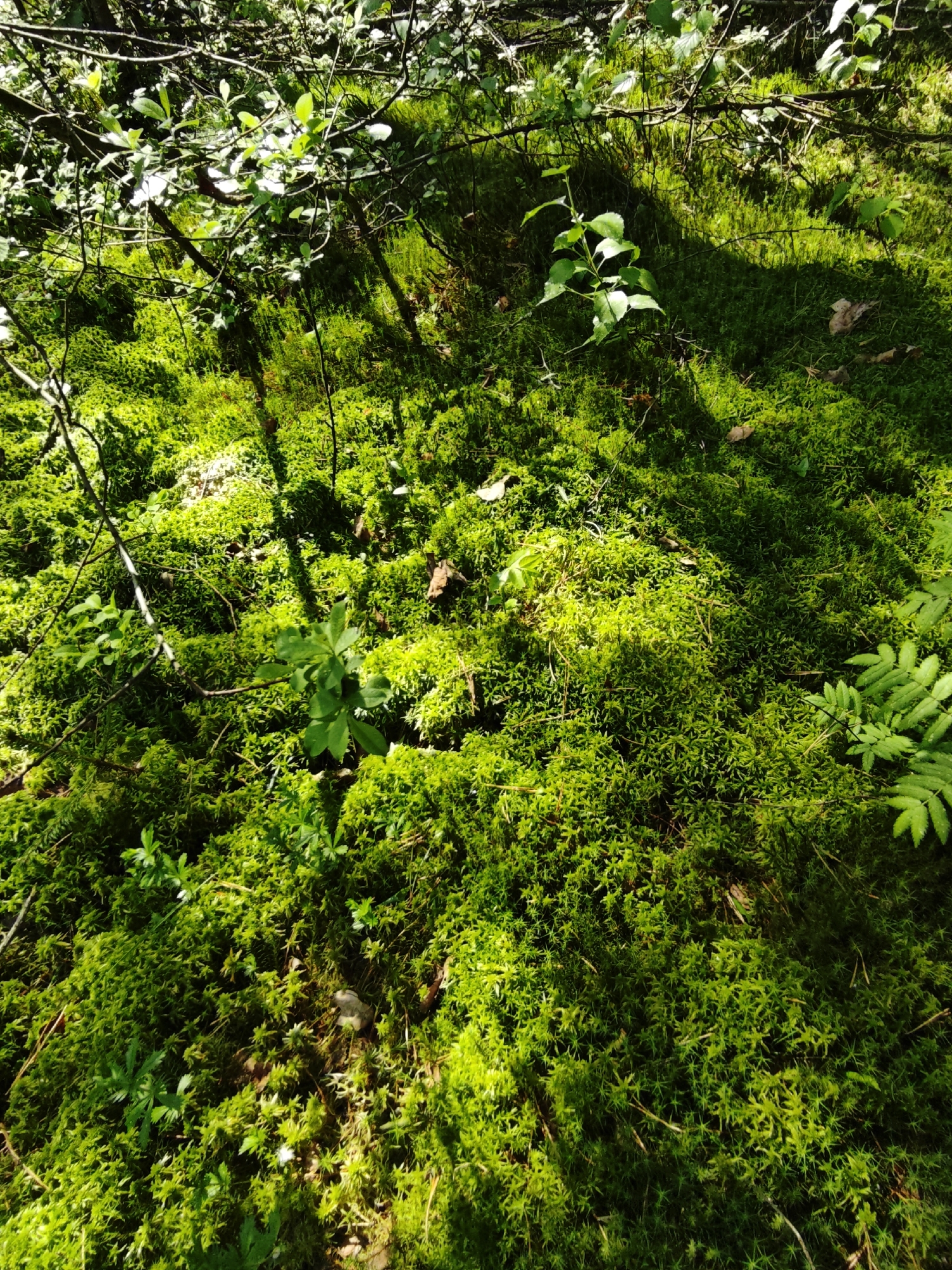 The image shows a forest floor covered in lush green moss, plants, and ferns, situated in the city of Боровково, Russia. The area is shaded with sunlight dappling through the canopy above. There are small branches and leaves scattered across the moss.