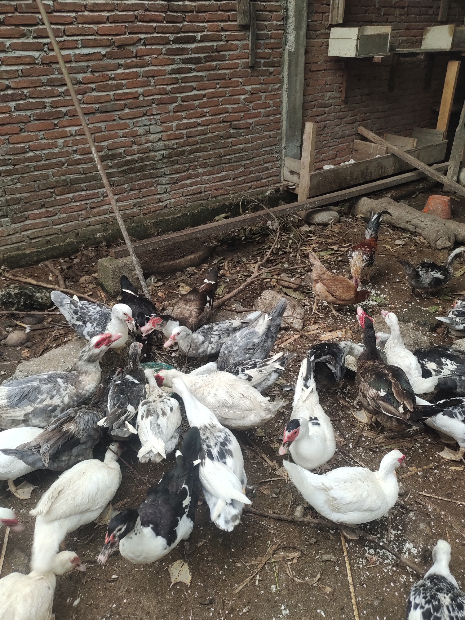 This image captures a vibrant scene of domestic birds gathered in a yard, likely in Rayeukmatangkuli, Indonesia. The primary subjects are a large group of Muscovy ducks, exhibiting diverse plumage ranging from solid white, black, and brown to various mottled patterns of grey, white, and black. Many ducks display the characteristic red caruncles around their eyes and beaks. They are scattered across the dirt ground, several with their heads lowered as if foraging or feeding.
Among the ducks, two chickens are visible: a brown hen and a rooster with distinctive brown, black, and reddish feathers, also appearing to forage. The ground is composed of loose dirt, interspersed with fallen leaves, twigs, and small rocks.
The background features a rustic brick wall constructed from red bricks with grey mortar. A long, slender metal rod or pipe leans against this wall, extending from the upper left downwards into the gathering of birds. Towards the upper right, several makeshift wooden structures, possibly nesting boxes or feeders, are attached to the brick wall, along with other wooden planks and debris. A concrete support column is also visible against the wall. A fragment of a terracotta pot lies in the mid-ground.
The scene is illuminated by natural daylight, suggesting it is daytime, possibly morning or afternoon. The animals appear calm and engaged in their natural behavior within what seems to be a semi-enclosed outdoor space. There is no visible text in the image.