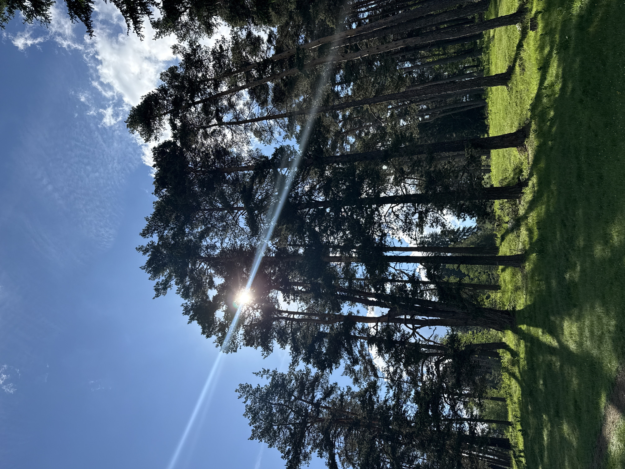 The image depicts a sun-dappled forest clearing in Yundola, Bulgaria, with tall pine trees dominating the scene. The sun is high in the bright blue sky, peeking through the dense canopy of pine needles, casting long, distinct shadows across a lush, green grassy slope. Wispy white clouds are scattered across the sky, and the sun's rays create visible light beams. The ground is covered in short, vibrant green grass with some scattered lighter patches, possibly small wildflowers. The trunks of the pine trees are dark and textured, with some appearing thicker and more established than others. The overall impression is of a serene and natural landscape on a sunny day.
