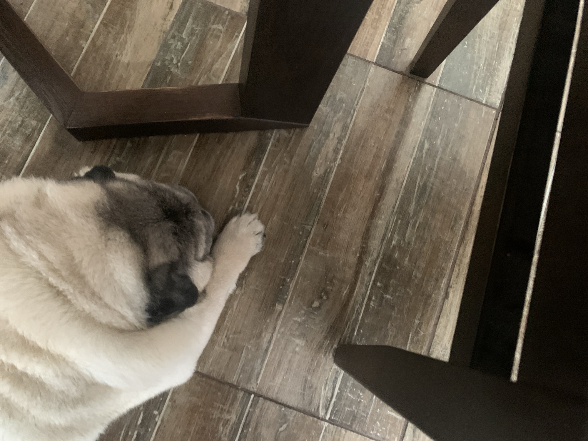 A fawn-colored pug dog is lying on its side on a wooden floor. The dog's head is tucked in, and one paw is extended. The pug's fur is smooth and wrinkled. The floor is made of wooden planks with a distressed finish, alternating between light brown and gray tones. There are dark brown wooden furniture legs visible in the foreground and to the right, partially obscuring the view of the dog and the floor. The lighting suggests an indoor environment, possibly with natural light casting shadows. The image is an upward-looking shot, focusing on the dog and the floor. There is no information about the location in the city of Sergeevo, Russia.
