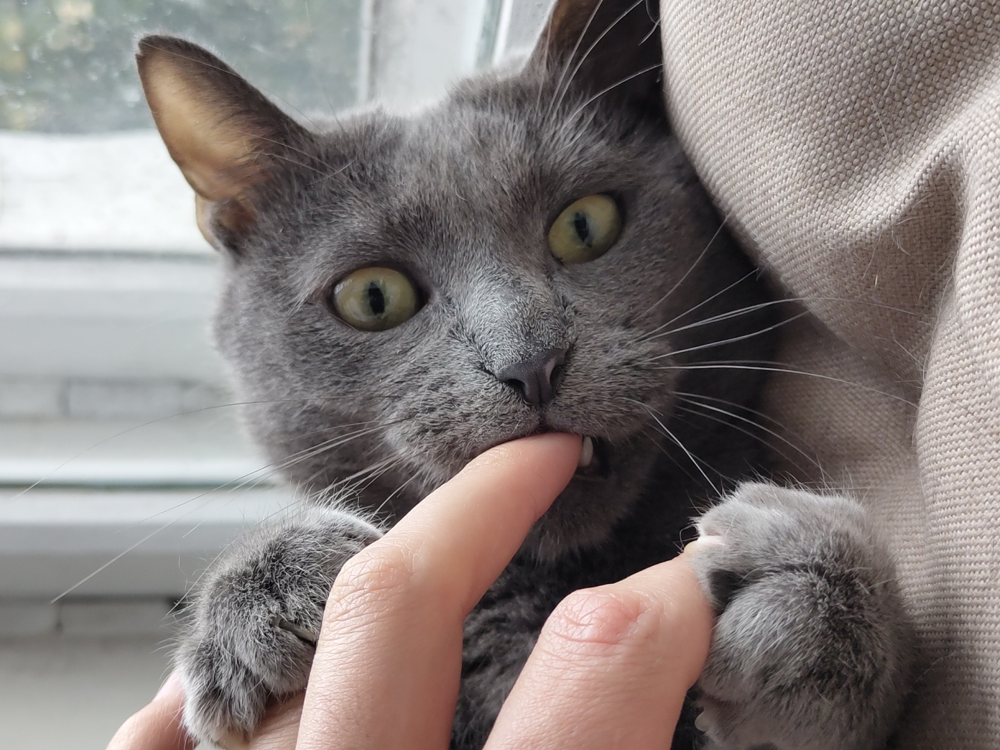 A close-up shot shows a grey cat with green eyes looking directly at the camera. The cat's mouth is open, and its front teeth are nipping at a human finger that is being held in front of its face. The cat's paw is also visible, with its claws extended and lightly gripping the finger. The background is blurred, with a window and a neutral-colored fabric visible. The lighting suggests it is daytime. The cat appears playful and engaged with the finger. There is no visible text in the image.