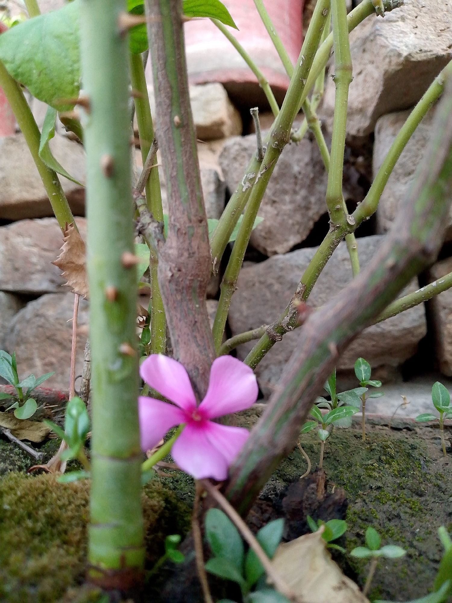 This is a close-up, low-angle shot of a pink flower with five petals in a garden setting. The flower is in the foreground and slightly out of focus. Behind the flower, several green stems of varying thickness are visible, some appearing woody and others more herbaceous. The background consists of a rough, uneven surface of light-colored stones stacked upon each other. Some green moss or low-lying vegetation is present on the ground around the plants. A few small green seedlings are also visible scattered among the stems and moss. The lighting appears natural, suggesting it could be daytime, with no harsh shadows indicating midday sun. The overall impression is one of a natural, outdoor environment, possibly a garden or an untamed area with plants growing among rocks. There is no visible text in the image.
