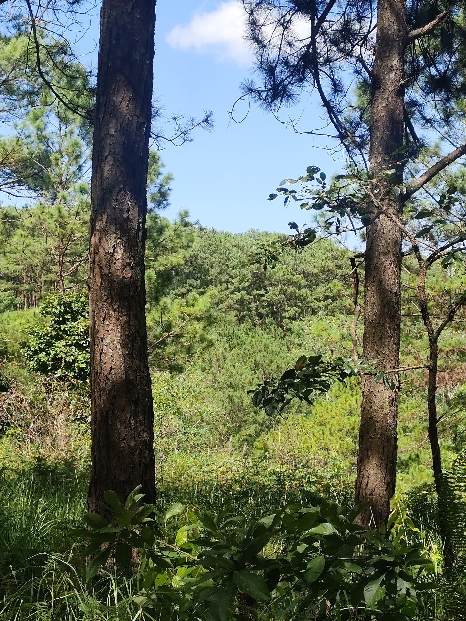 This image depicts a natural scene with a focus on trees and vegetation, likely in a hilly or mountainous area. In the foreground, two large pine trees dominate the frame, with their rough, textured bark visible. The left tree is closer and casts a shadow on the ground. Beneath these trees, lush green foliage, including grass and broad leaves, creates a dense undergrowth. In the mid-ground, a thick forest of pine trees stretches across a hillside, their green needles forming a textured canopy. The background reveals a clear blue sky with a few wispy white clouds. The overall impression is one of a tranquil, wooded landscape, possibly part of a park or natural reserve. The mention of Da Lat, Vietnam, suggests this could be a scenic spot within the city's mountainous terrain, known for its pine forests and cooler climate. There are no people or animals visible in the image.