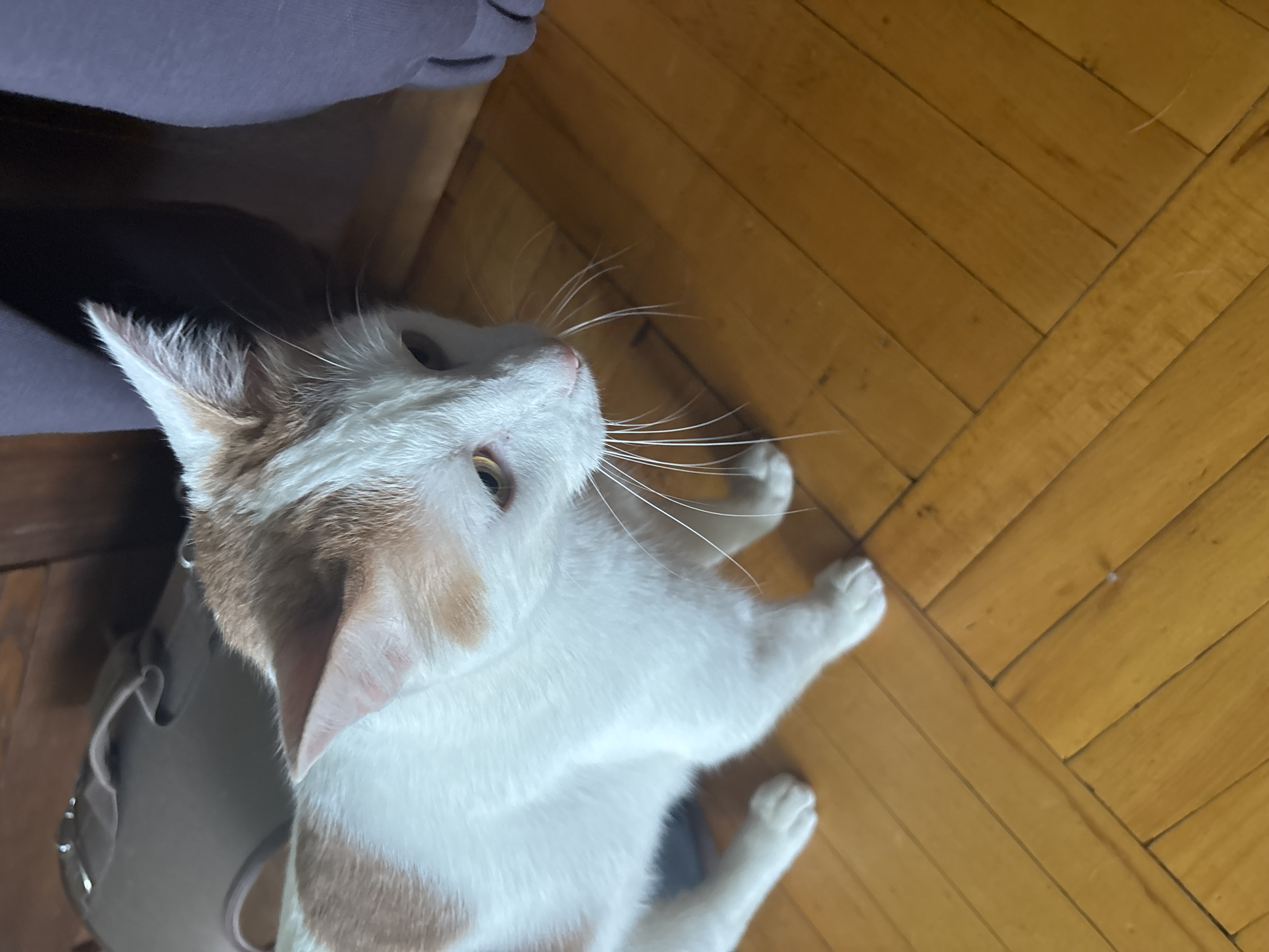 A white and ginger cat with yellow eyes is on a wooden floor. The cat is looking down and to the right. In the background, there is a dark grey bag, wooden paneling, and a purple object which could be clothing. The lighting is warm, suggesting an indoor environment. It is not possible to determine the specific location in Vsevolozhsk, Russia from the image.