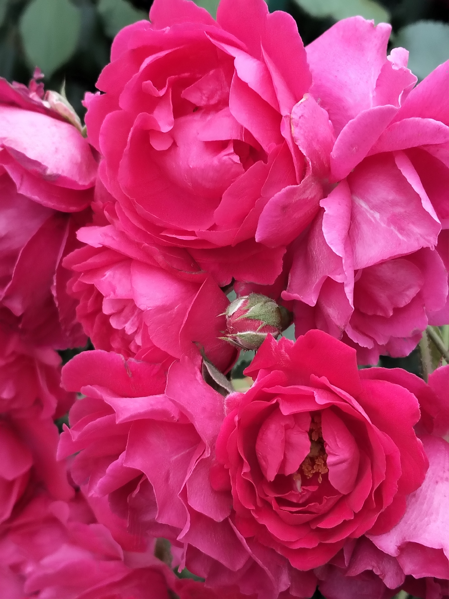 A cluster of vibrant pink roses is captured in close-up, with a single rosebud visible on the left side of the frame. The roses are in various stages of bloom, showcasing their layered petals and rich color. The background consists of soft green foliage, suggesting a garden setting. The image does not provide any information to indicate its location in Biliaivka, Ukraine, nor does it depict any people, actions, or interactions. It is a still life composition focused solely on the flowers.