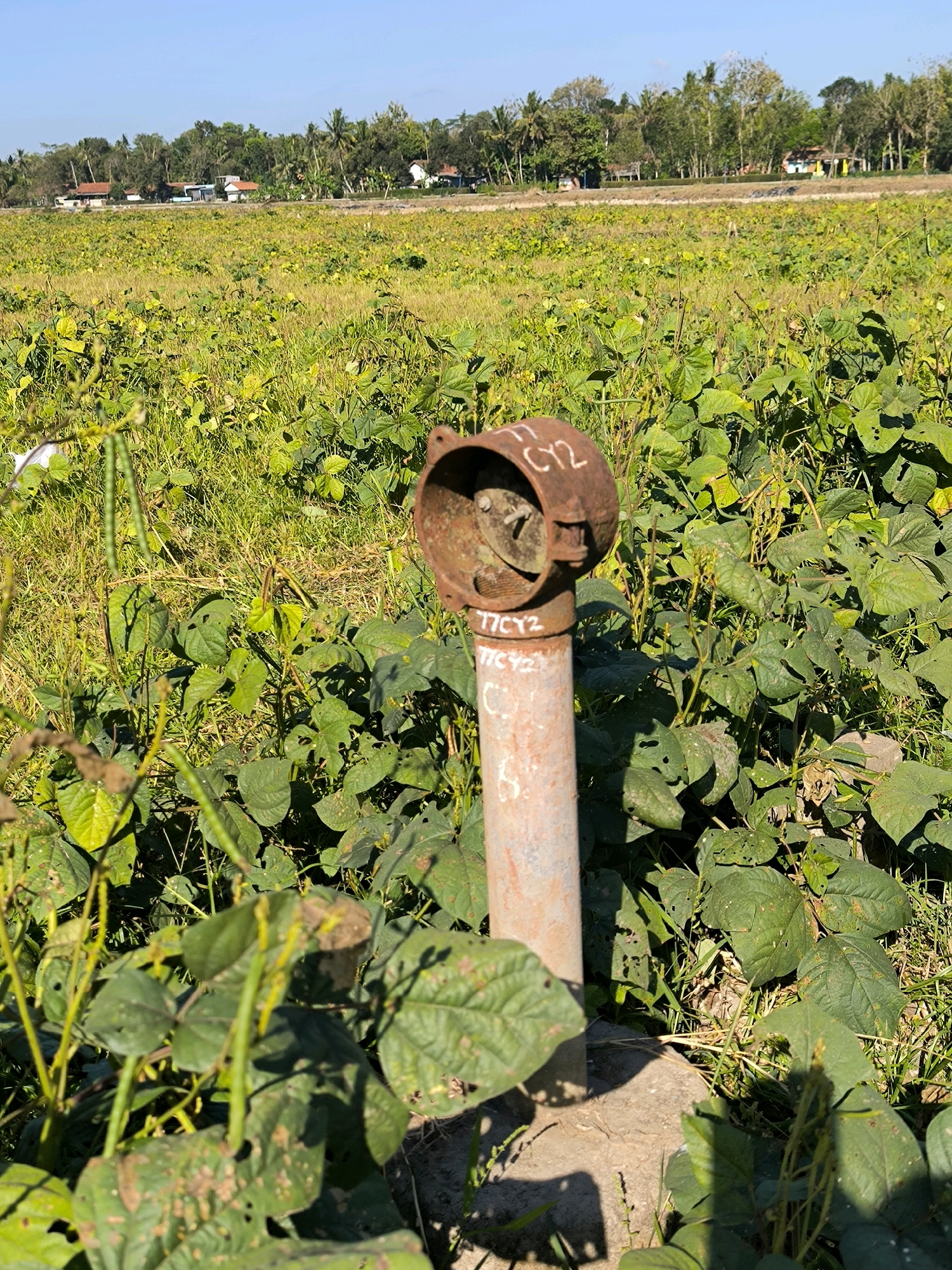 In Karanganyar, Indonesia, a rural landscape unfolds under a clear blue sky. The foreground is dominated by a patch of vibrant green bean plants, some bearing pods, interspersed with dried grass and a rusty metal pipe. The pipe, positioned vertically, has a circular, open, rusty top and is marked with white lettering that reads "C12" on the top opening and "TTCY2" below it, repeated twice. A concrete base anchors the pipe. In the midground, a field of similar green vegetation stretches out, with some areas appearing drier and golden. The background reveals a line of trees and several residential buildings with red and orange tiled roofs, suggesting a small village or scattered settlements. The overall scene depicts a cultivated agricultural area bordering a residential zone in a rural Indonesian setting.