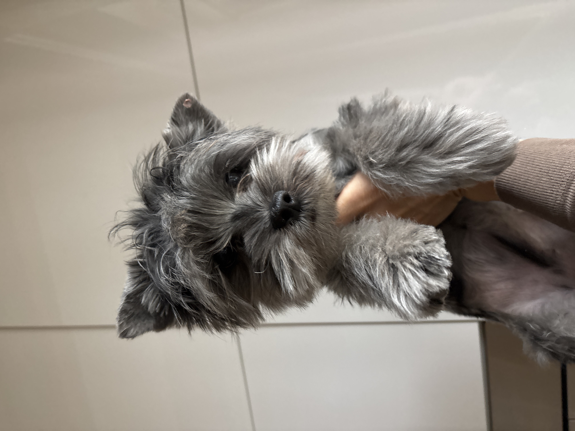 A gray Schnauzer dog is being held upside down by a person wearing a brown long-sleeved shirt. The dog's black nose and beard are prominent. The background is a plain, off-white wall with a slight sheen. The location is unknown; there is no information to suggest this photo was taken in the city of Chaikovsky, Russia.