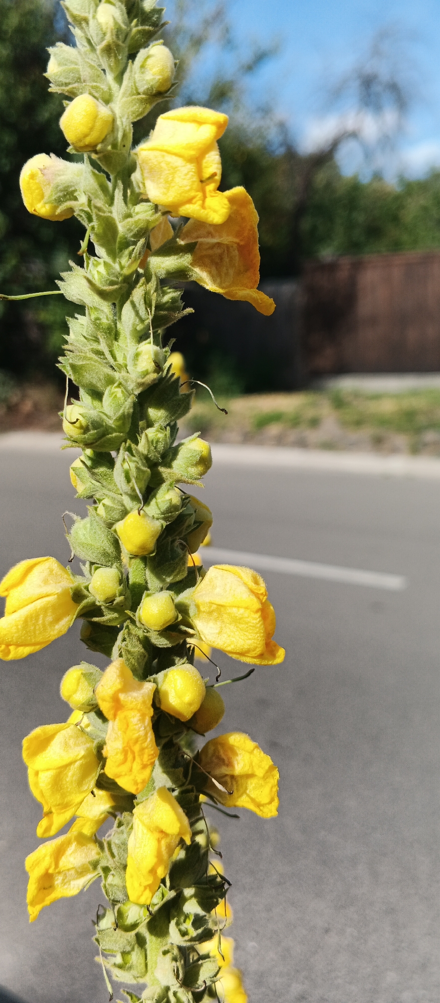 A tall, fuzzy green stalk with multiple small, bright yellow flowers is prominently featured in the foreground of the image. The flowers are bell-shaped and clustered along the upper portion of the stalk. The background is blurred, showing a paved road with a white line, suggesting an urban or roadside environment. Behind the road, there are green trees and a brown structure, possibly a building or wall. The sky above is a clear blue. The image appears to be taken in Smila, Ukraine, during daylight hours. There are no people or animals visible in the frame.