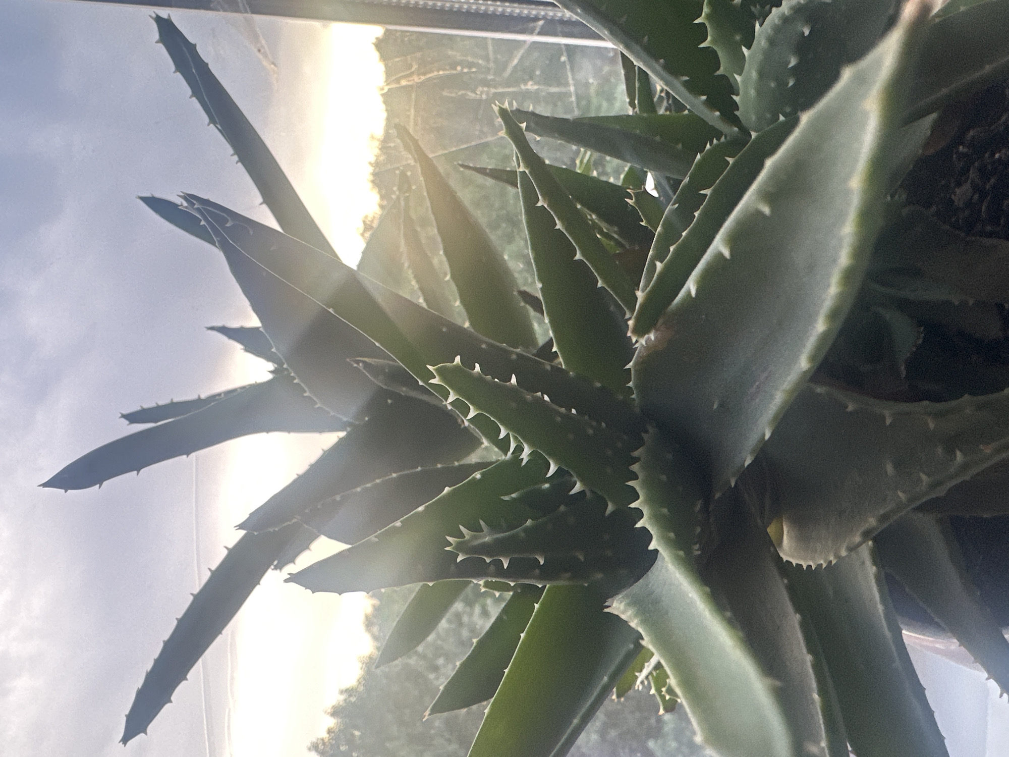 A close-up, upward-angled shot of an aloe vera plant is captured in a domestic setting, likely near a window, as evidenced by the bright sky and distant trees visible through what appears to be glass. The plant, with its thick, green, spiky leaves, dominates the foreground and midground. Sunlight streams in from the upper right, casting a warm glow and creating lens flare effects across the image, illuminating the edges of the leaves and the sky. The background features a hazy view of trees and the sky, suggesting an outdoor scene viewed from indoors. The overall lighting is soft and diffused, with the sun being the primary light source. The scene appears to be tranquil and natural.