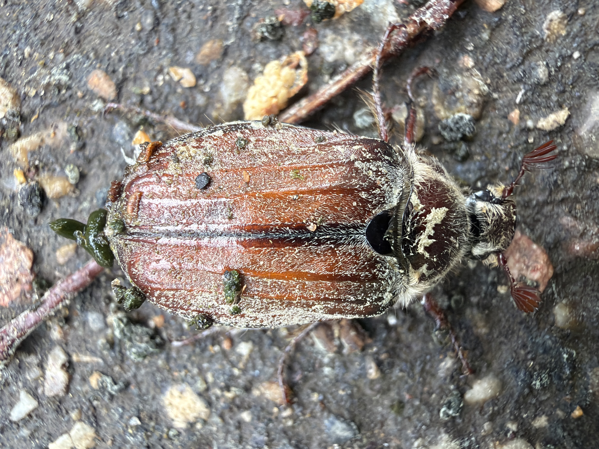 The image shows a dead beetle lying on a rough, grey concrete surface with small pebbles and plant debris. The beetle's body is predominantly brown with a darker stripe down the center of its back. Its head and thorax are mottled brown and white, covered in a fuzzy texture. The beetle's legs are visible, with fan-like structures on the tips. The beetle appears to be covered in some sort of light-colored dust or particles. The location of the image is not discernible from the image. The location in the city of Moscow, Russia cannot be confirmed.