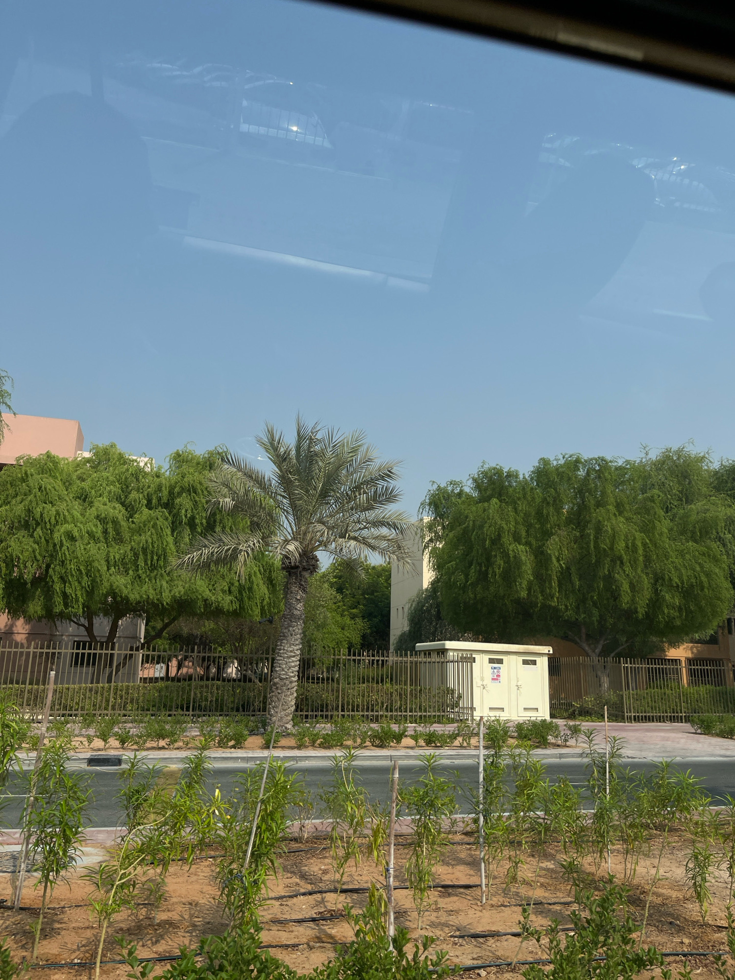 The image displays a clear view of a street scene in Dubai, United Arab Emirates, taken from inside a vehicle, indicated by the reflections on the glass. In the foreground, a row of young, green saplings are planted in sandy soil, with visible irrigation lines. Beyond the saplings, a paved road runs horizontally across the frame, bordered by a low, light-colored curb and a sidewalk. A metal fence runs along the back of the sidewalk, separating it from a landscaped area with more greenery. A prominent palm tree stands to the left of center, with lush green trees behind it. To the right of the palm tree, a cream-colored utility box with warning labels is situated behind the fence, adjacent to another building. The sky above is a clear, light blue, suggesting a daytime scene. The overall impression is one of a well-maintained urban environment with abundant greenery.