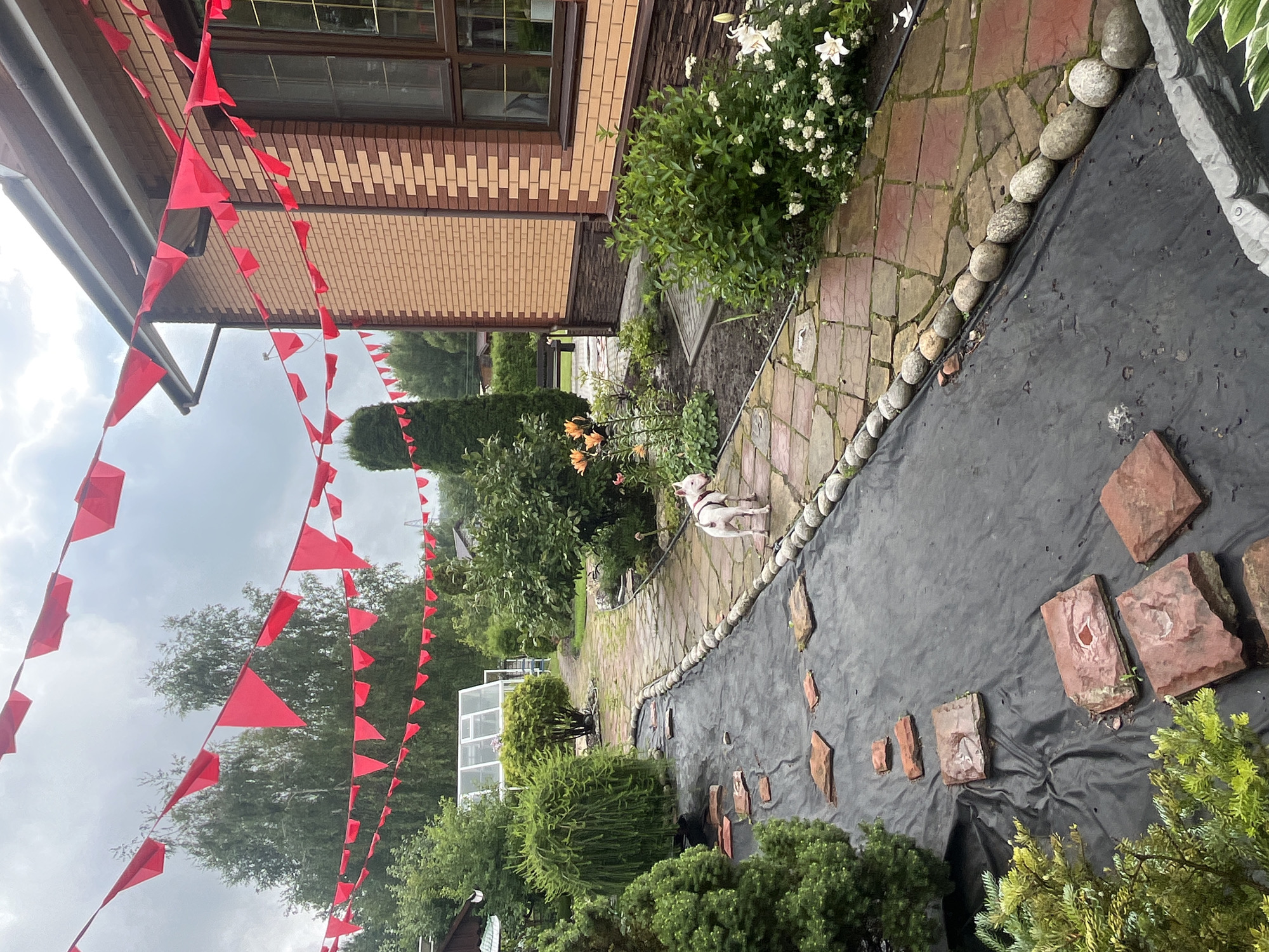 In Вельяминово, Russia, a domestic dog, possibly a Bull Terrier, stands on a flagstone pathway in a garden. The dog is white with tan markings on its head and is wearing a red harness. The pathway winds through a garden with various plants, including manicured shrubs, flowering lilies, and white flowers. Red triangular flags are strung across the garden, attached to a brick house and trees. The house has a brown roof and brick exterior. A greenhouse is visible in the background, along with more trees and a cloudy sky. The ground on one side of the pathway is covered with black landscaping fabric, with irregularly shaped red stones placed on top. The scene appears to be a residential area.