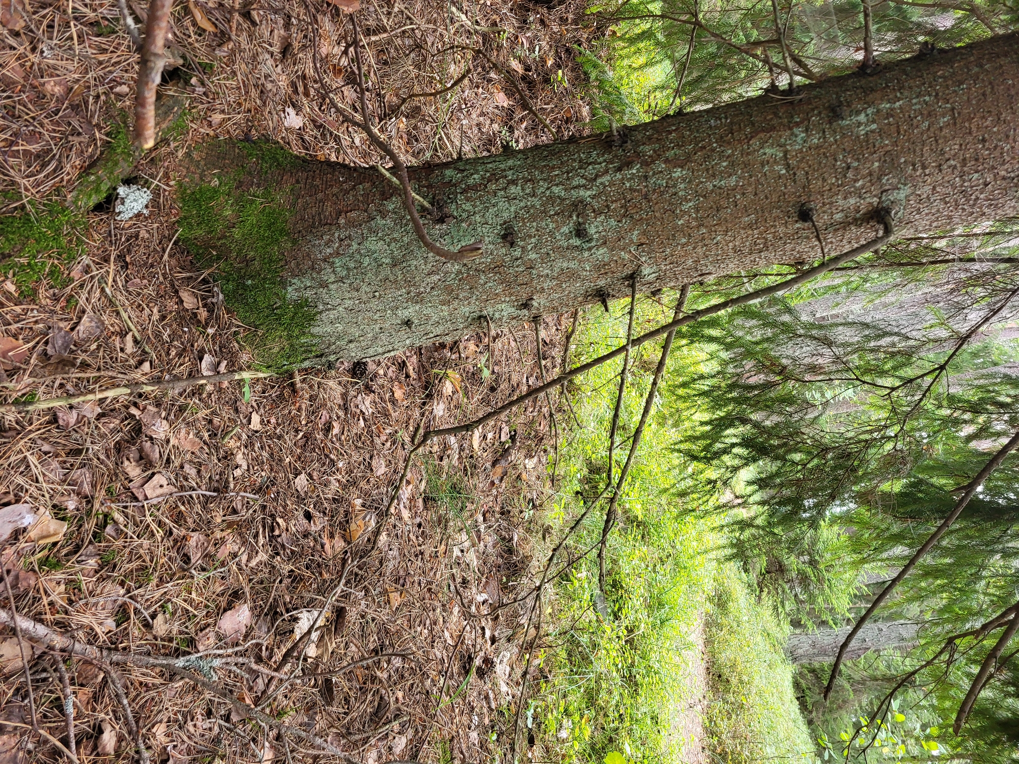 The image depicts a close-up view of a moss-covered tree trunk in a forest. The trunk is rough and textured, with patches of green moss growing at its base and on its surface. The forest floor is covered with fallen pine needles, twigs, and dry leaves. In the background, lush green vegetation and more trees are visible, suggesting a dense woodland environment. The lighting is natural and appears to be daylight. There are no people or animals in the image, and no discernible actions or interactions are taking place. The overall impression is one of a natural, undisturbed forest setting, potentially located in the vicinity of Bērzciems, Latvia, a region known for its forested landscapes.