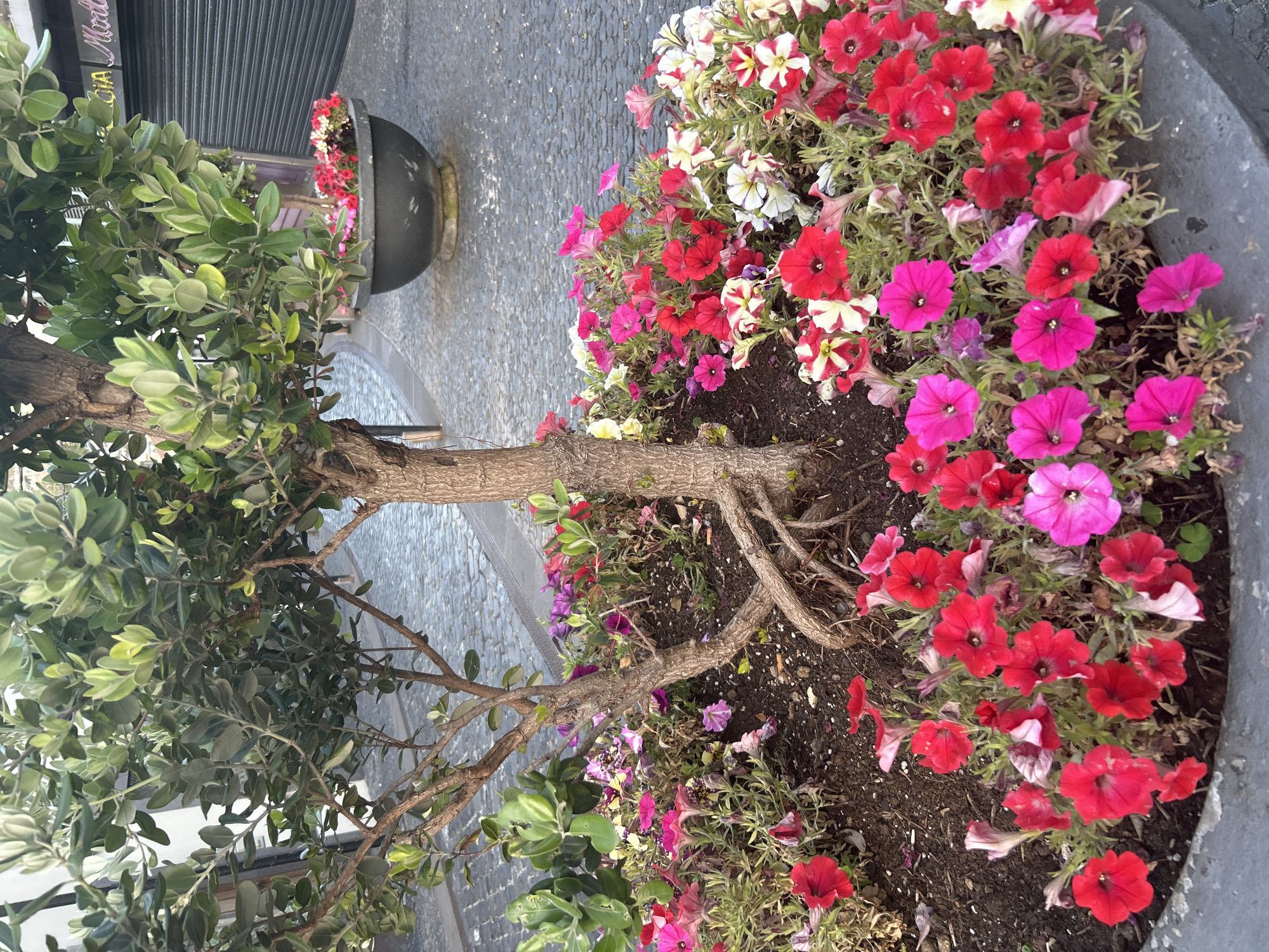 The image captures a street scene in Câmara de Lobos, Portugal, focusing on a large, gray planter situated on a cobblestone walkway. The planter contains a small tree with dense green leaves on the left, and a vibrant array of petunia flowers in red, pink, and white on the right. The trunk of the tree leans diagonally across the planter. In the background, another similar planter can be seen further down the walkway, along with a building featuring closed metal roll-up doors. The scene is captured in daylight, showcasing the colorful floral arrangement and the urban landscape.
