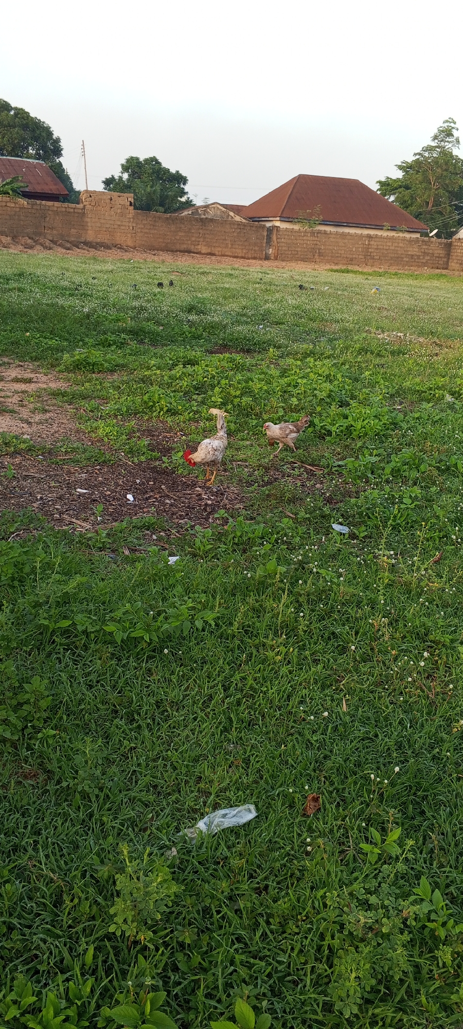 In Jalingo, Nigeria, a scene unfolds in an outdoor area characterized by a dirt patch adjacent to a grassy field. A wall constructed from brick and mud forms a boundary, separating the foreground from buildings with corrugated metal roofs in the background. Two chickens are the primary subjects. One, a lighter-colored rooster with a red comb, stands in the dirt patch, its body angled to the left. Behind it, a smaller, brown chicken pecks at the ground in the grassy area. The environment is predominantly green with patches of dry soil and scattered small white flowers. A few pieces of white litter are visible on the ground, including a plastic bag in the lower right quadrant of the image. The sky above is a pale, hazy white, suggesting early morning or late afternoon light.