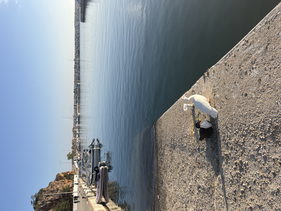 The scene takes place in Limenaria, Greece (latitude: 40.625, longitude: 24.579). A white duck and a black and white duck are standing on a concrete pier. The white duck is on the right side of the image, facing towards the water. The black and white duck is on the left, facing the right. There is a small, clear plastic cup with a straw between the ducks. The pier juts out into the water, and there are many boats and small yachts tied to the dock in the distance, facing the shore. Behind the boats is a green, hilly coastline. The water is a bright, clear blue. The sky is a clear light blue. The sun is shining brightly and the air is clear. There are no people in the image.