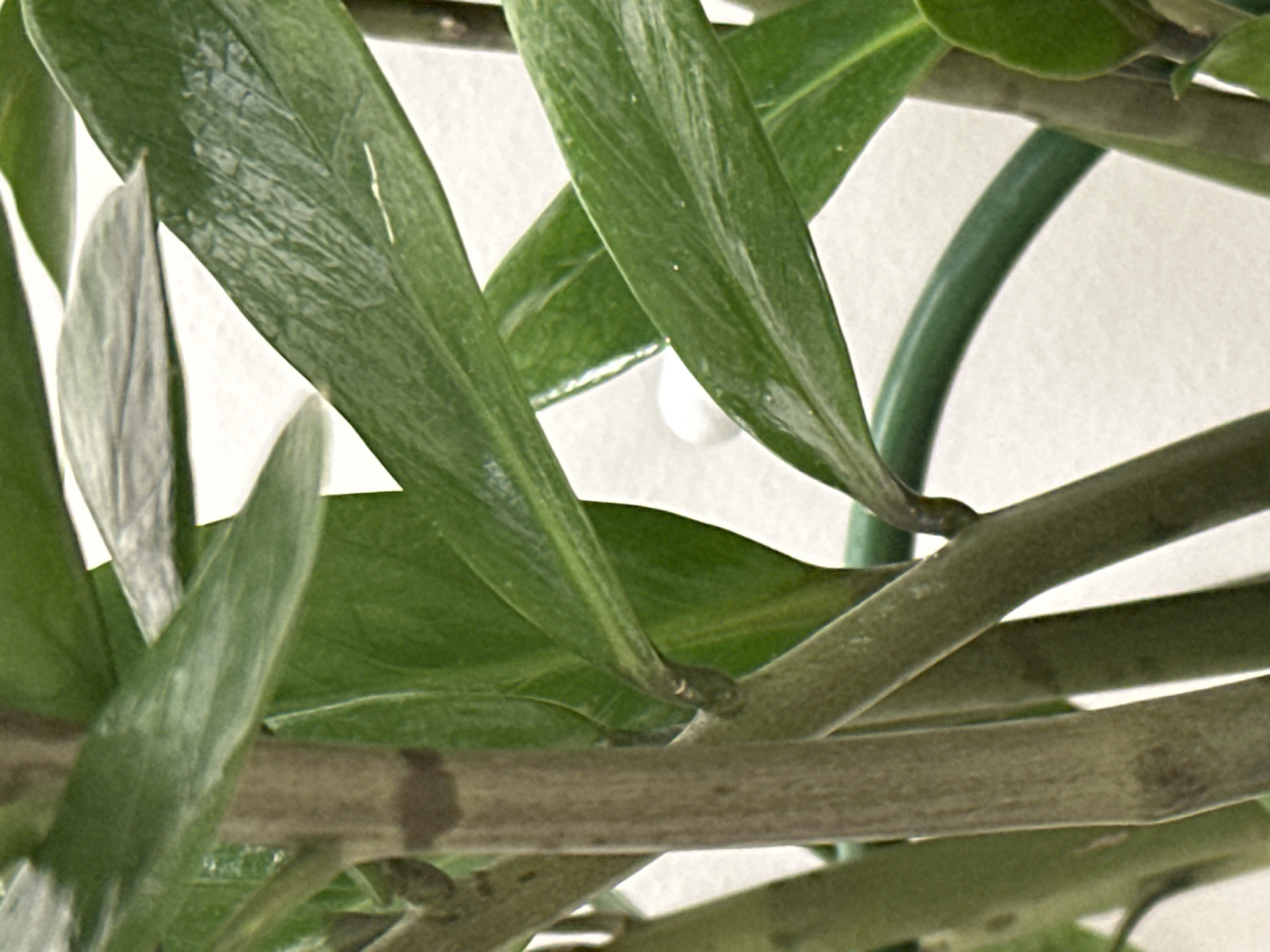This is a close-up, eye-level, indoor photograph of a ZZ plant. The plant's thick, succulent stems are a muted grey-green with darker brown markings. Large, glossy, deep green leaves, typical of the ZZ plant species, are abundant and overlap each other. Some leaves show faint lines and a slightly waxy sheen, possibly from water droplets or light reflection. The background is a plain, off-white wall, with a hint of a curved, dark green object, likely another part of the plant or a support, visible in the lower right quadrant. There are no people or animals present in the image. The scene is static and serene. The location is Znamya Oktyabrya, Russia.