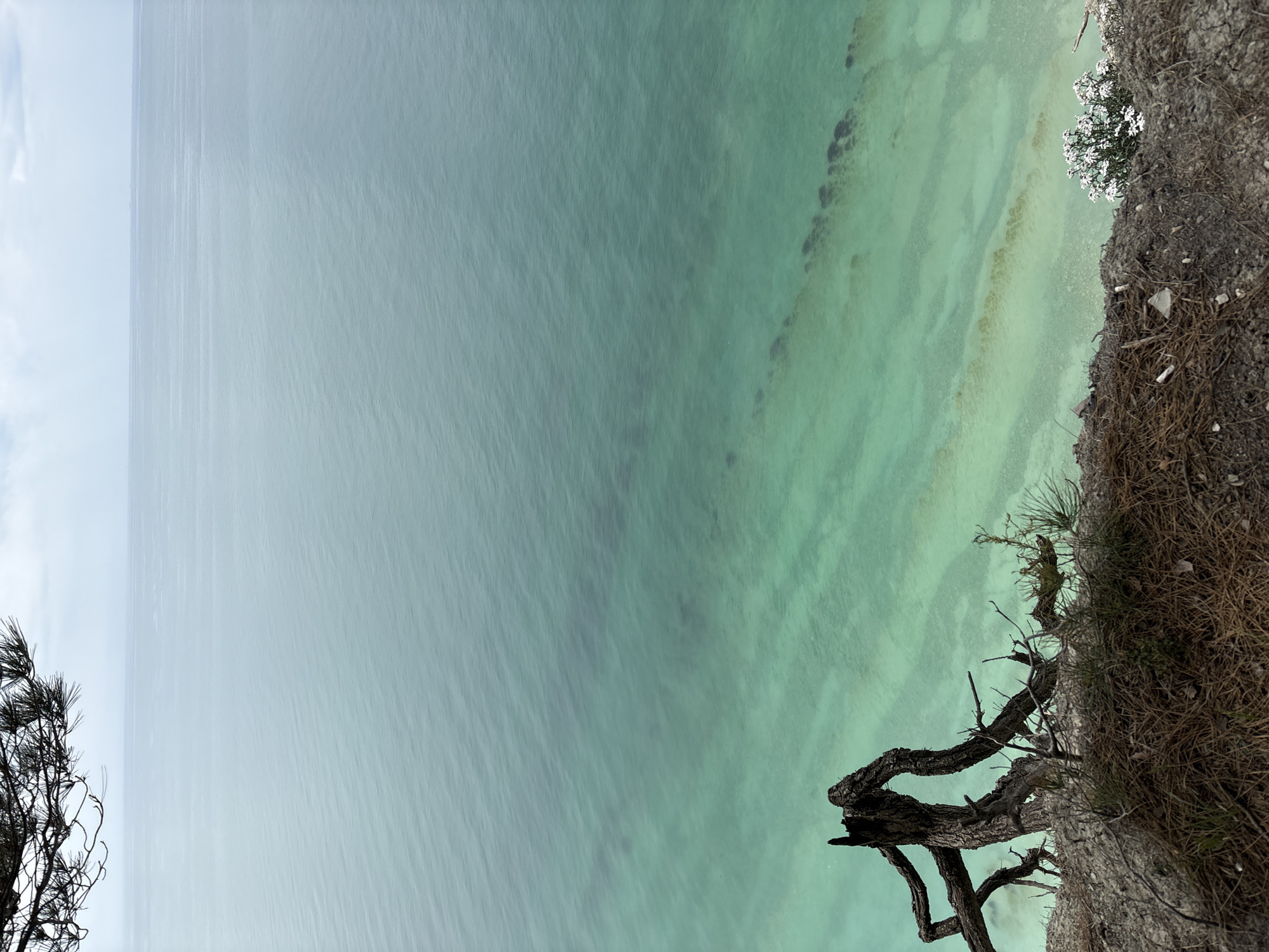 The image displays a sideways view of a vibrant coastal landscape, likely situated near Gelendzhik, Russia. Approximately one-third of the frame, on the left side, is occupied by a light blue sky with subtle white cloud formations. The central and right sections of the image are dominated by an expansive body of exceptionally clear, turquoise-colored water. The water exhibits a gradient of shades, transitioning from brighter, lighter turquoise tones to deeper blue-green hues, with visible ripples and textures on its surface and darker patches suggesting varying depths or underwater features.
Along the far right edge of the image, a rugged, earthy cliff face is visible. This cliff is covered with dry, straw-like grasses and patches of exposed soil and rock. A small cluster of white flowers blossoms directly on this cliff edge. A distinctive, gnarled tree branch with dark bark extends prominently from the bottom right corner, curving upwards and leftwards over the water. In the bottom left corner, the dark, spiky foliage of another tree, possibly a pine, is partially visible, silhouetted against the sky.
The scene is illuminated by natural daylight, suggesting daytime conditions. There is no human activity or visible text in the image. The composition highlights the striking clarity and color of the water against the natural textures of the cliff and sparse vegetation, creating a tranquil natural environment.