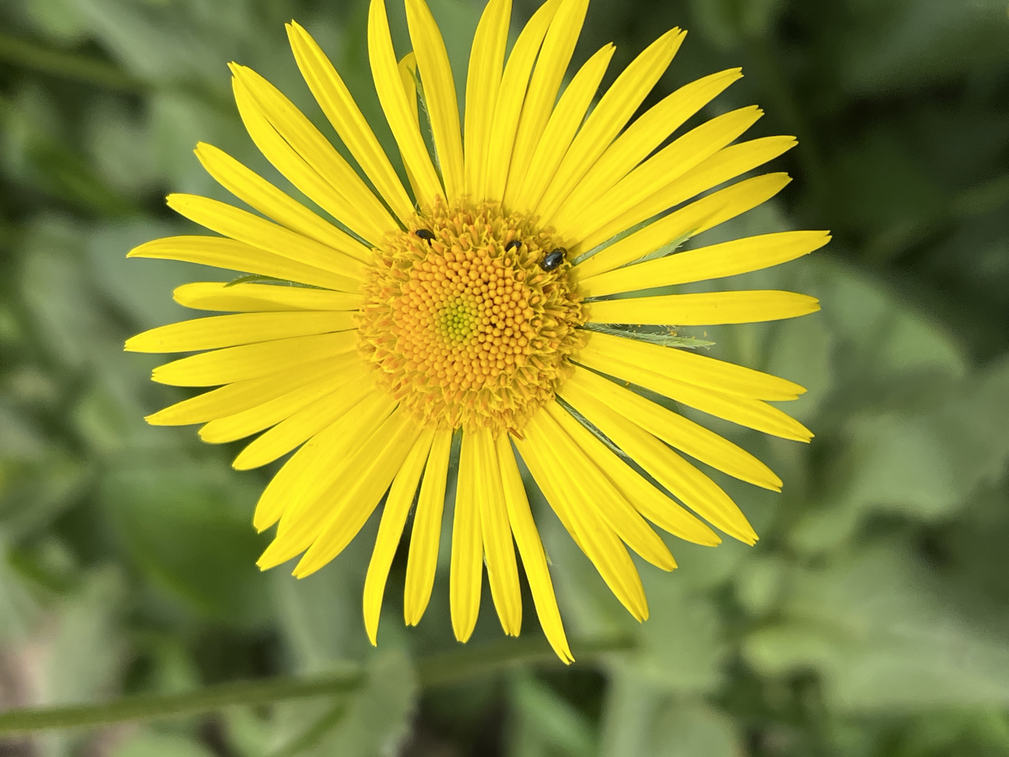 A close-up shot shows a bright yellow flower in full bloom against a blurred green background, likely foliage. The flower has numerous long, thin petals radiating from a dense, textured center. Two small, dark beetles are visible on the flower's central disk. No people or other objects are visible in the image. The location of Panteleevka, Russia, cannot be verified from the visual data.