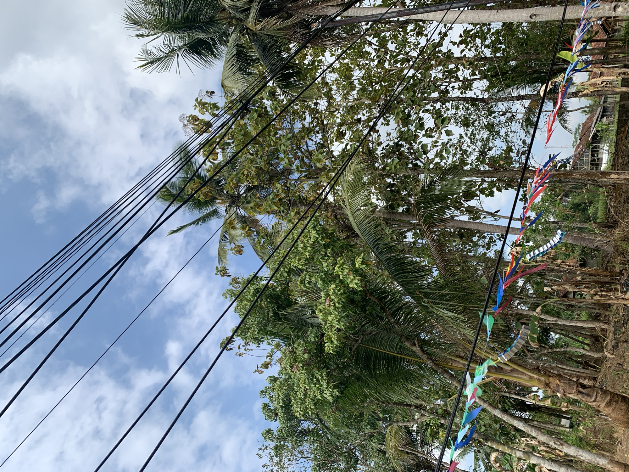 The image depicts a tropical outdoor scene with a cluster of palm trees and other lush green foliage. Multiple black electrical wires crisscross the frame diagonally from the top left to the bottom right. A string of colorful pennant-like decorations, made of plastic or fabric, is suspended from one of the lower wires, adding a festive element to the environment. In the background, a few traditional Indonesian houses with red-tiled roofs are visible, suggesting a rural or semi-rural setting. The sky is partly cloudy, with white clouds scattered across a blue expanse. The overall impression is one of a warm, humid day in a vibrant, natural landscape, likely within the city of Utama, Indonesia, given the presence of palm trees and traditional housing. There are no people or animals visible in the frame.