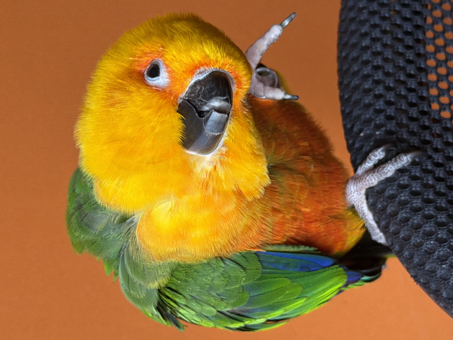 A vibrant sun conure perches playfully on black mesh. Its plumage displays striking hues: a golden head, merging into orange on its chest, and bright green wings tipped with blue. The bird gazes directly at the viewer, its beak slightly open. Its gray feet grip the mesh, showcasing sharp claws. The background is a solid, muted orange, providing a clean contrast to the bird's vivid colors.