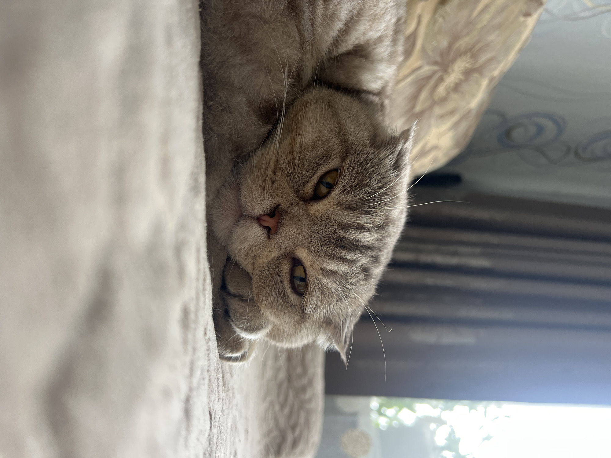 A gray tabby cat with gold eyes is lying on its side on a soft, light-colored surface. The cat's head is angled downward. The background includes a patterned surface, possibly wallpaper, and an out-of-focus view through a window. The location is Chaikovsky, Russia.