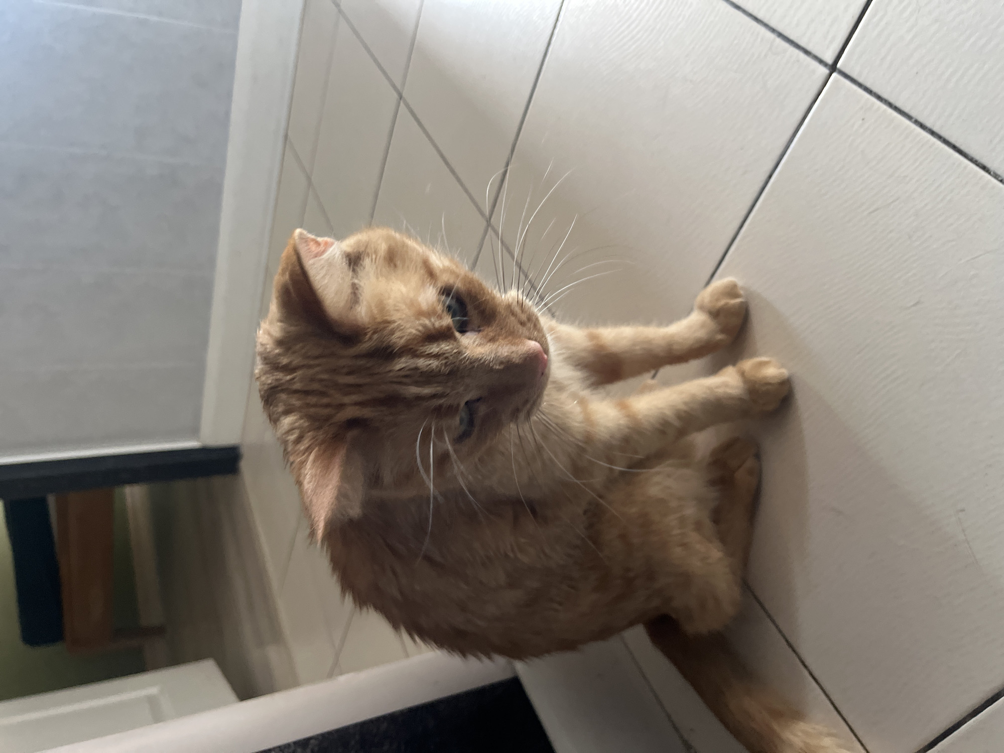 A ginger cat with wet fur sits on a tiled floor, looking down with its head lowered. The cat's fur appears matted, suggesting it may have recently been wet. The floor is composed of large, square tiles with visible grout lines. In the background, a doorway leads to another room. The environment appears to be indoors, likely a residential setting in Zabrze, Poland.