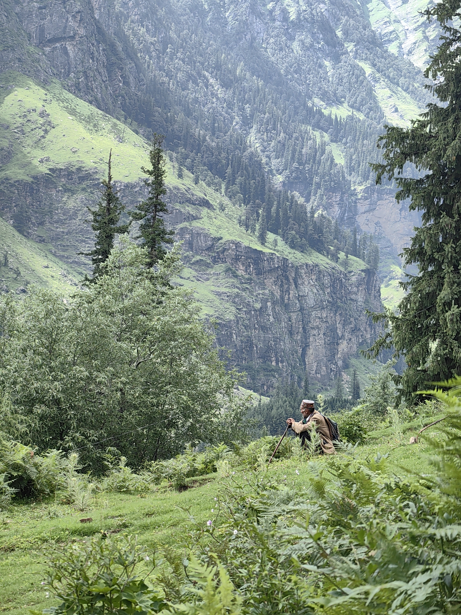 In a lush, mountainous landscape, an elderly man wearing a traditional cap and a brown jacket is seated on a grassy slope. He holds a walking stick in his right hand and appears to be resting. The man is positioned in the foreground, with his back to the viewer, looking towards the left of the frame. The environment is characterized by steep, green hillsides covered in a dense forest of coniferous trees. A large, rocky cliff face rises behind the hills, adding to the dramatic topography. The foreground is filled with various types of green vegetation, including ferns and grass, creating a natural and untouched setting. The overall atmosphere is serene and suggests a remote, natural location, likely in a mountainous region like Palchan, India, known for its scenic beauty and trekking opportunities.
