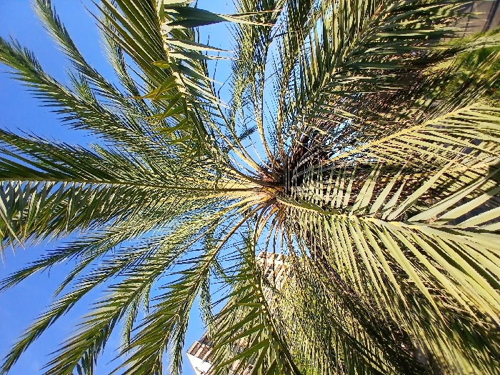 A low-angle shot features a palm tree against a bright blue sky. The fronds spread outwards from the central trunk, their feathery leaves filling most of the frame. The sun highlights the textured pattern of the leaves. Below, partial views of buildings hint at an urban environment. The perspective emphasizes the tree's height and canopy, evoking a sense of tropical warmth.