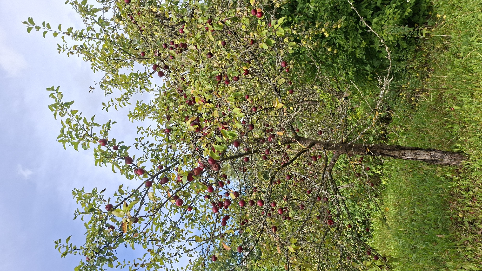 An apple tree laden with ripe, red apples stands in a grassy field under a partly cloudy sky. The tree is in the foreground, with its branches reaching towards the sky and covered in foliage and fruit. The field is covered in green grass with some wildflowers. In the background, there are more trees and bushes, creating a natural, rural landscape. The image appears to have been taken during the day, with natural light illuminating the scene. There are no people or animals visible in the image. The overall impression is one of a peaceful, idyllic setting, likely in a rural area of Сваткаўскі сельскі Савет, Belarus, during harvest season.