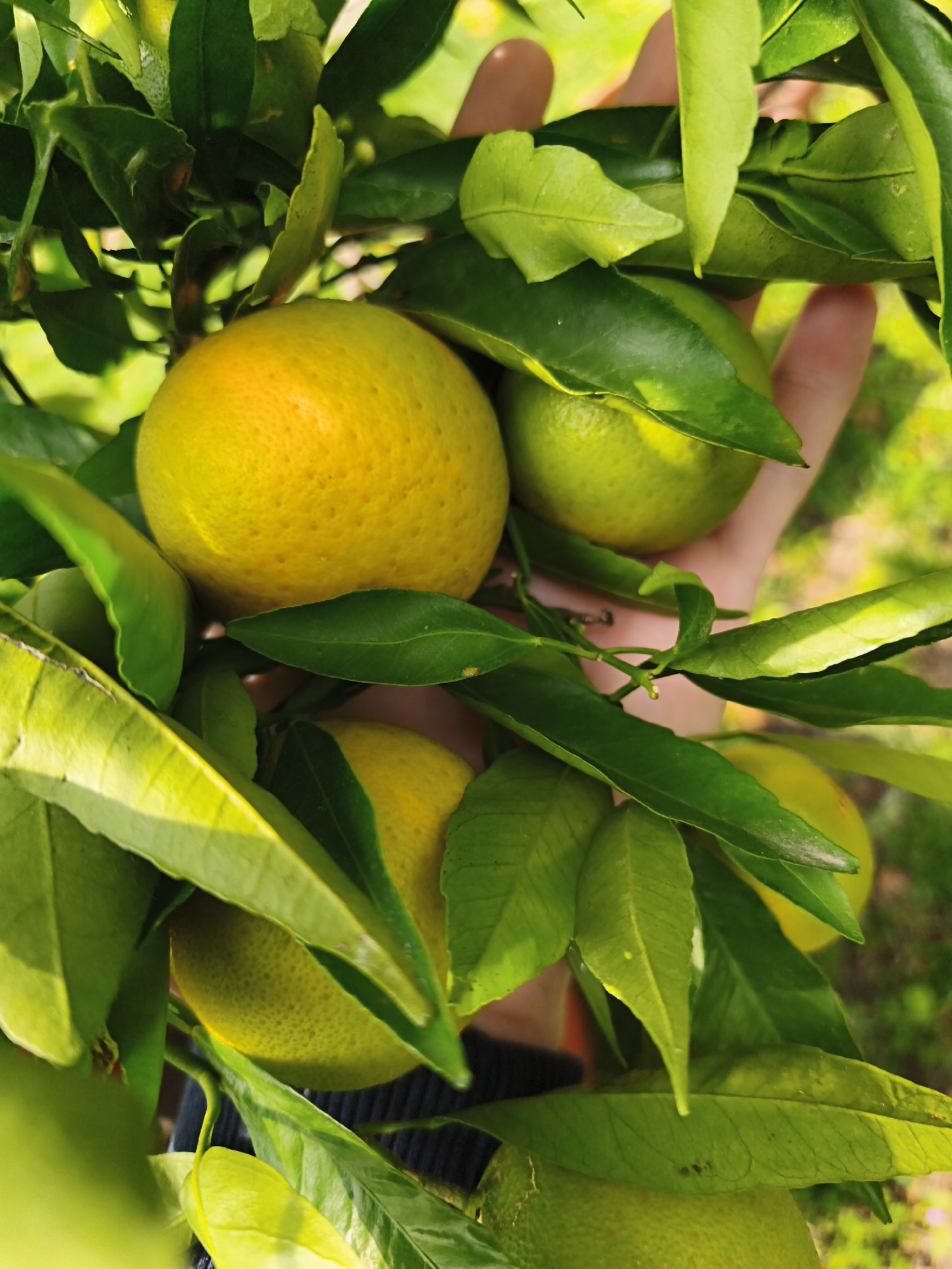 The image shows a hand holding a branch of a citrus tree laden with ripening oranges. The location is unknown. The oranges are various shades of green and yellow, nestled among the green leaves of the tree. The hand appears to be supporting the branch. The background is blurry, suggesting an outdoor setting, possibly a garden or orchard.