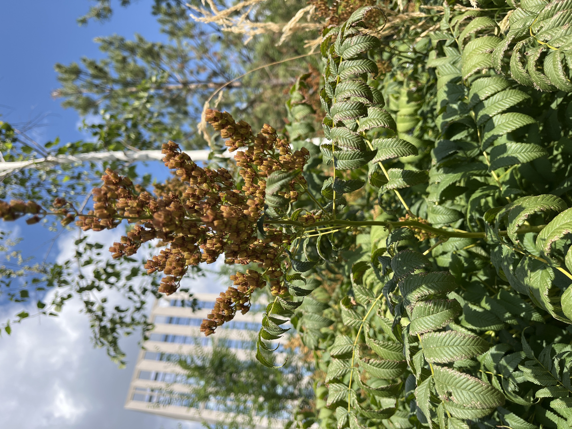 A close-up, eye-level shot captures a plant with serrated green leaves and a brown seed cluster against a bright blue sky with scattered clouds. In the background, a blurred, modern beige building with a grid of windows is visible amidst lush green trees. The scene appears to be an outdoor urban setting, likely a park or a landscaped area in Astana, Kazakhstan, given the building's architectural style and the plant life typical of the region. The focus is sharp on the plant in the foreground, while the background elements are softly blurred, creating a sense of depth. No people or animals are present.