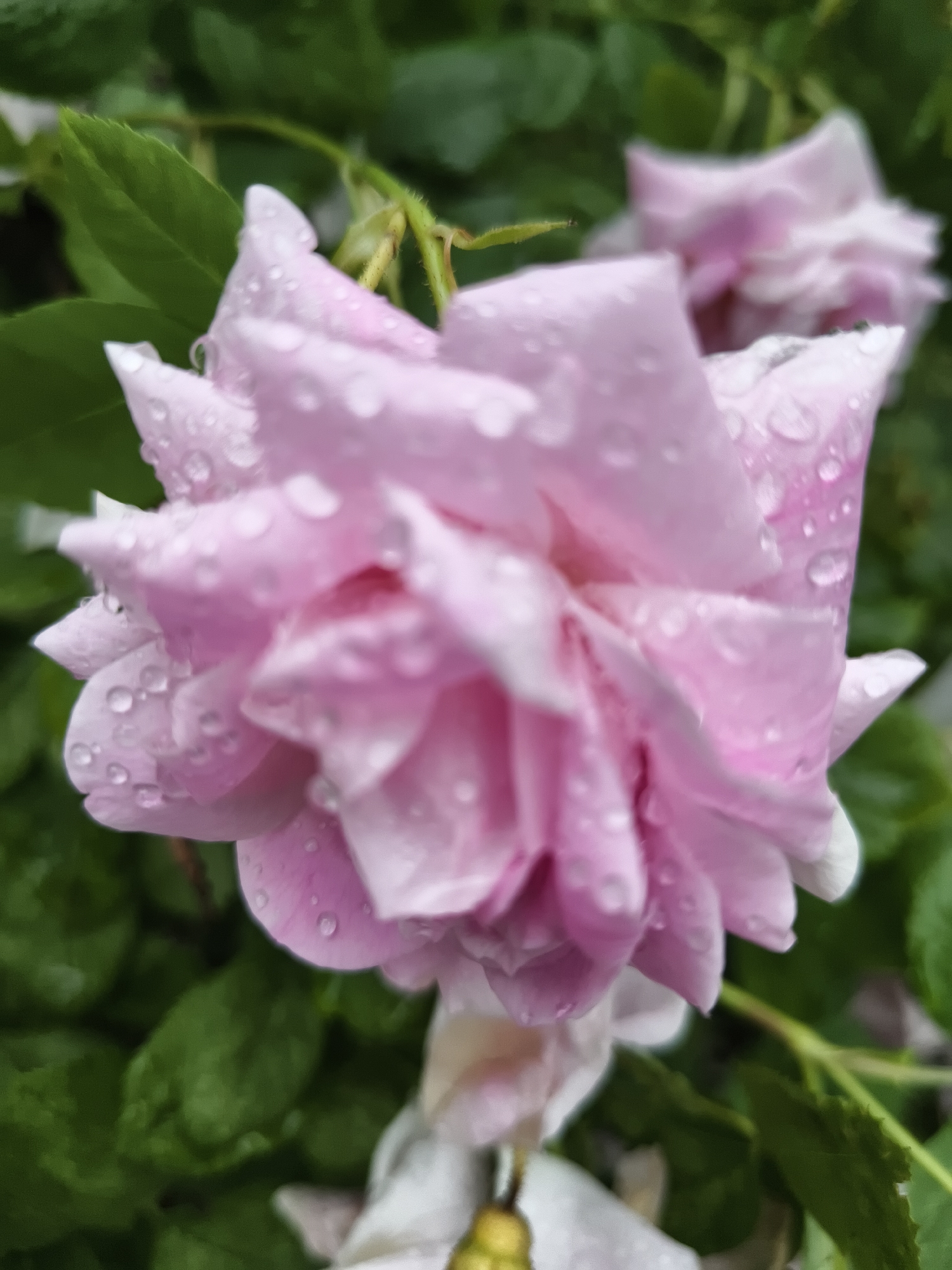A close-up, slightly out-of-focus photograph captures a cluster of pale pink roses in bloom, adorned with numerous water droplets. The rose in the foreground is the most prominent, its delicate petals layered and glistening with moisture. In the background, other rose blooms and lush green foliage create a soft, verdant backdrop. The scene appears to be in an outdoor garden setting. There is no discernible indication of the city of Chaikovsky, Russia, or any specific urban environmental elements present in the image. The photograph focuses solely on the natural beauty of the roses and the effect of recent rainfall.