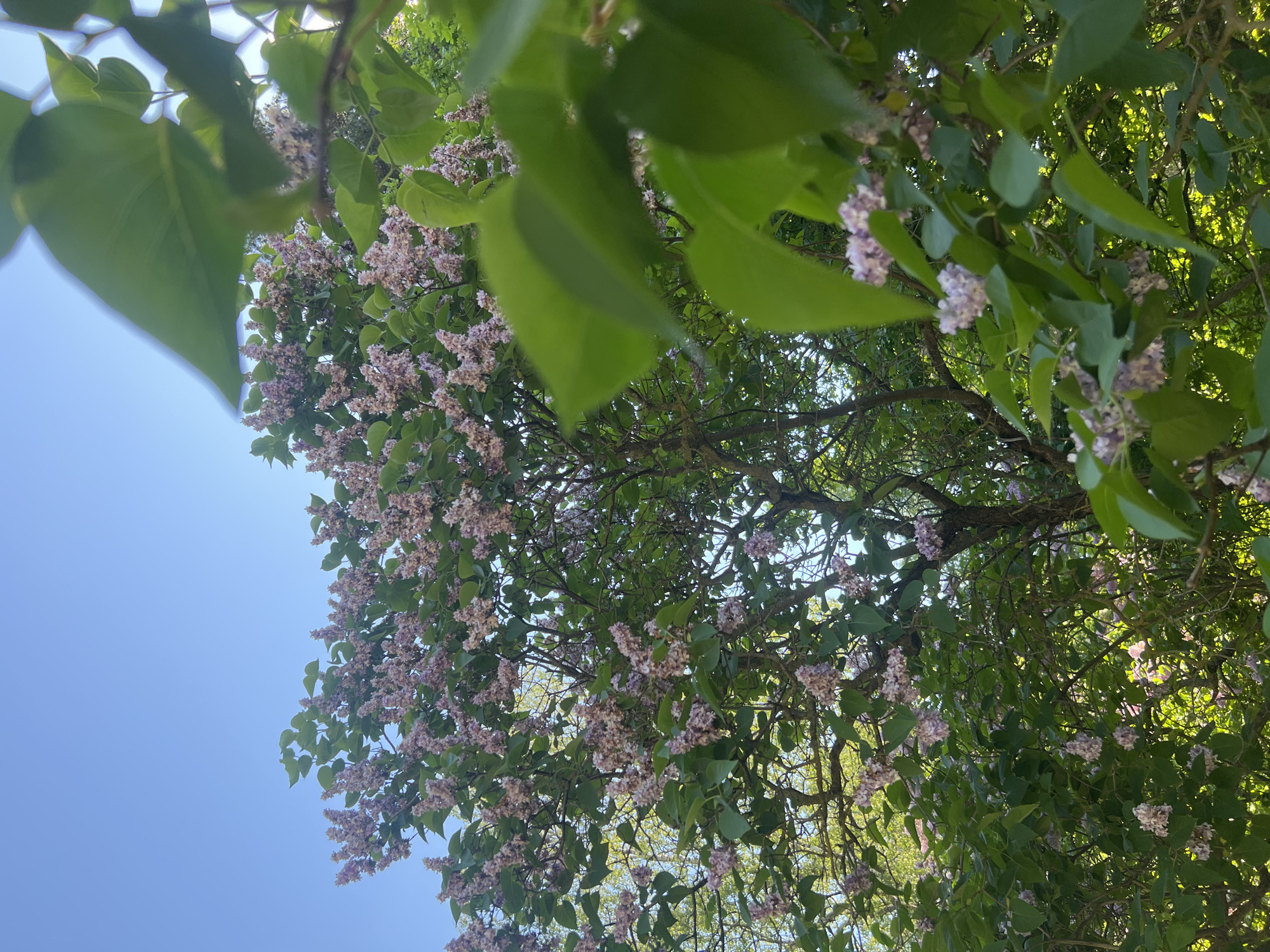This image captures an upward view into the canopy of a flowering tree against a clear, bright blue sky. The main subjects are the tree's green leaves and numerous clusters of small, delicate light purple or pink flowers, indicating it is in full bloom. The perspective is from directly below, looking up through the branches, with some leaves appearing close to the camera and slightly out of focus in the foreground, creating a sense of depth.
The setting is outdoors, likely in a park or garden, and the bright, even lighting suggests a sunny day. The clear blue sky dominates the left side of the frame, contrasting with the dense foliage and blossoms on the right. No specific activity or event is taking place; it is a serene snapshot of nature. The vibrant green of the leaves indicates springtime or early summer.
Notable details include the abundance of flowers, which are uniformly distributed across the visible branches, and the strong natural light casting some areas into shadow while others are brightly illuminated. There is no visible text in the image. Given the provided context, the scene is located in Saint Petersburg, Russia, during a time of year when lilacs or similar flowering trees are in bloom.