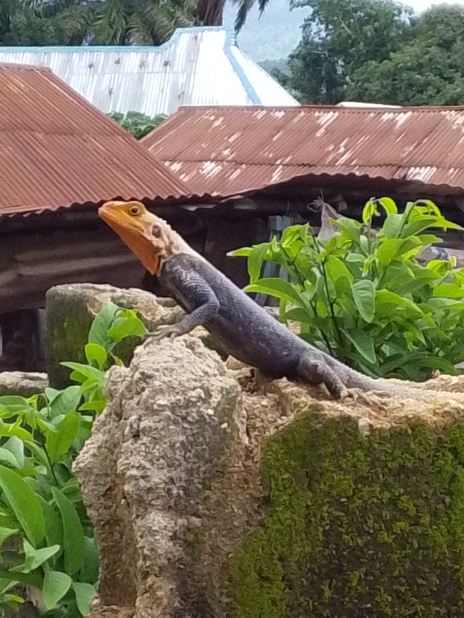 A reptile with an orange head and grey body is perched on a rock formation. The reptile is looking to the left. Behind the rock formation, there are green leafy plants. In the background, there are structures with corrugated metal roofs and a white building with vertical panels. The environment appears to be outdoors, possibly in a rural or semi-rural setting. No specific details about Serti, Nigeria are visible in the image itself.