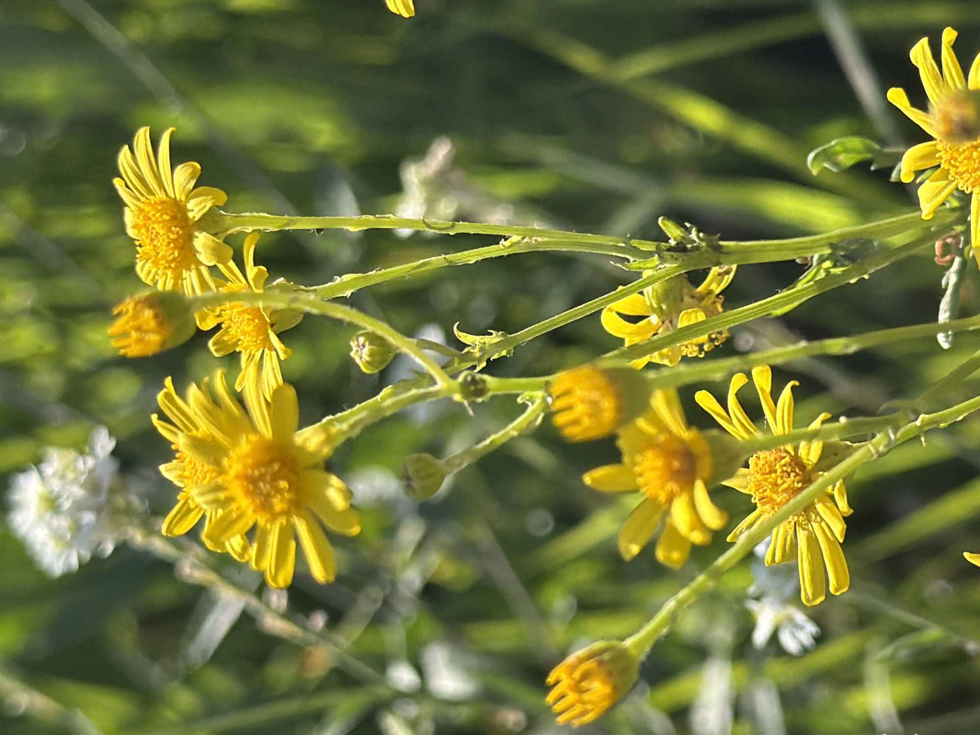 The media file is a close-up, eye-level, outdoor photograph of several yellow wildflowers in bloom. The flowers have many thin petals radiating from a central disk. They are arranged along thin, green stems, some of which are crossing the frame. The background is a soft blur of green foliage, suggesting a natural setting like a field or meadow. The lighting indicates it is daytime, likely sunny, with highlights on the petals and stems. There are also some small, white flowers in the blurred background to the left. The overall impression is one of natural beauty and growth.