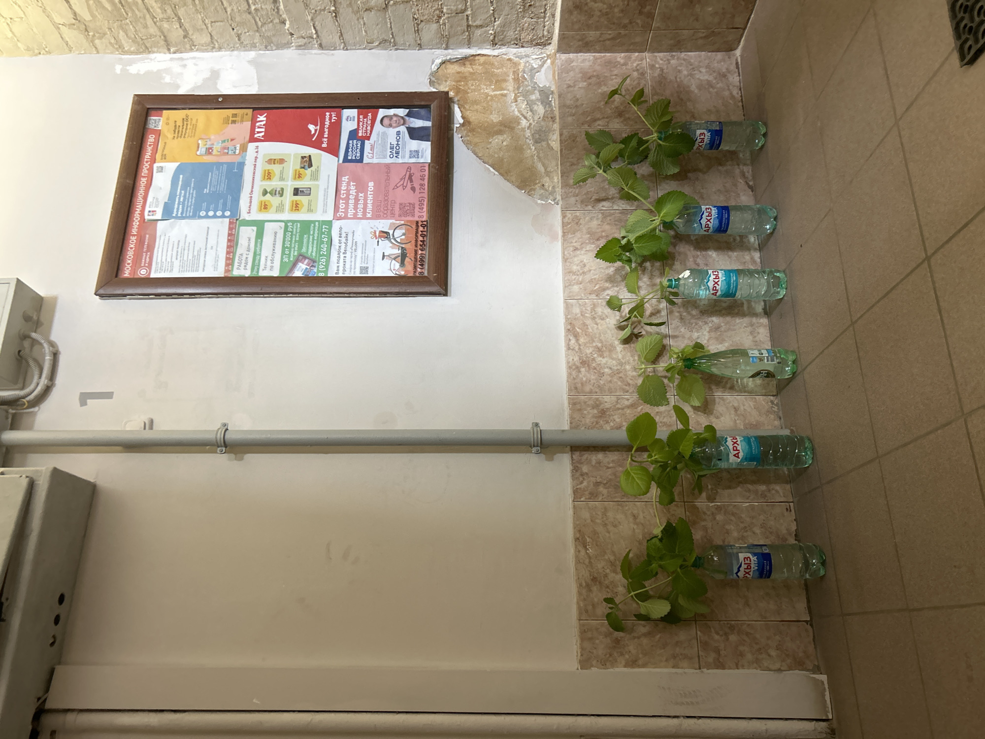 Here is a detailed description of the image:
**Scene:** The image shows an indoor space with several elements. On the left is a painted wall with pipes running horizontally, with a large electrical box and other equipment attached to the wall. A sign with the title "Moscow Information Space" is hanging above. It is a advertisement for ATAC, a store at Bolshoy Ovchinnikovsky per. d.16. There is a damaged portion of the wall above the sign.
On the right side, there is a tiled wall, with a line of plastic bottles placed along the base. Each bottle contains a plant, creating a makeshift vertical garden. The bottles are labeled "Архыз" in Russian. The plants are overgrown and their leaves fill the shot.
The setting seems to be a utility space or an industrial corridor, rather than a residential area.