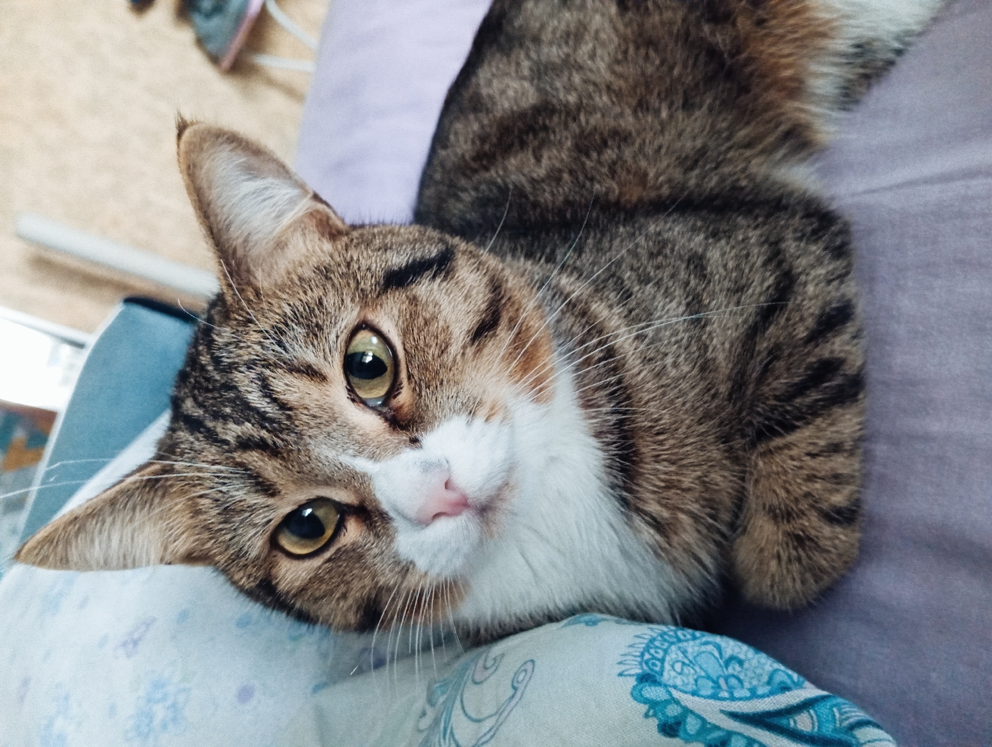 A close-up shot of a brown tabby cat with a white bib lying on a patterned blue and white pillow. The cat has golden eyes and a pink nose, and its ears are pointed. The cat's head is slightly tilted, and it appears to be looking directly at the camera. A purple pillow is visible behind the cat. The image suggests a comfortable, indoor setting. The location of Yurgamysh, Russia is not possible to determine from the image.