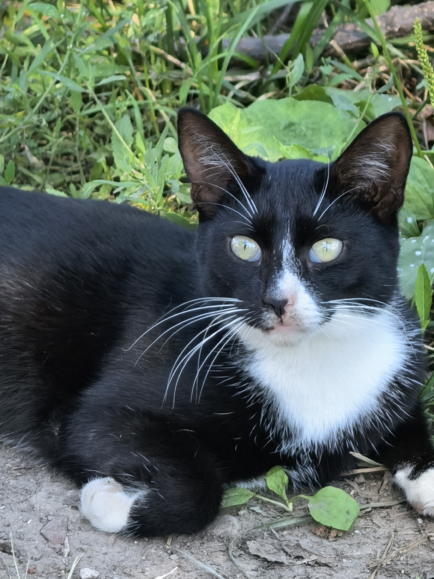 A black and white cat with yellow eyes and white whiskers lies on the ground amidst green foliage. The cat is partially obscured by the greenery and dirt. The scene appears to be outdoors, likely in a natural or semi-natural environment. There is no indication of the specific location being Sterlitamak, Russia.