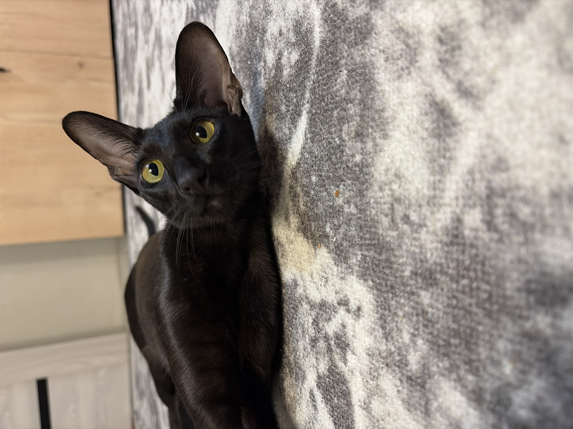 A black cat with large ears and yellow eyes lies on a patterned rug. The cat is oriented horizontally in the frame, with its head tilted upwards and facing the camera. Its body extends to the left, and its paws are not visible. The rug has a grey and white abstract pattern. In the background, out of focus, is a wall and what appears to be a piece of furniture. There is no indication of the city of Chaikovsky, Russia in the image.