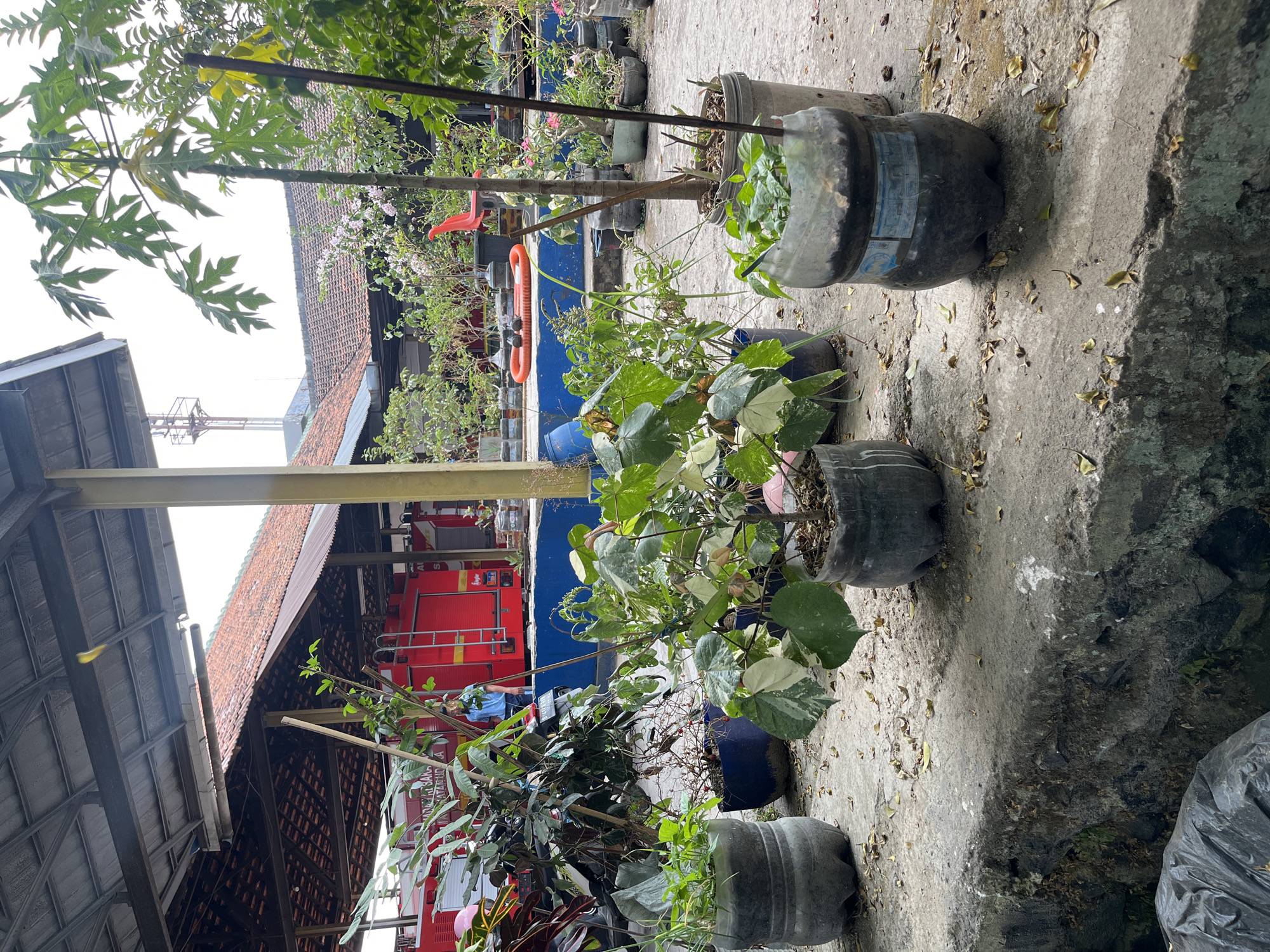 In Bandung City, Indonesia, a scene unfolds outdoors under a covered structure with a red-tiled roof. The foreground is dominated by a concrete ledge, with a dark plastic trash bag visible at the bottom left. Beyond the ledge, several potted plants are arranged on the ground. These plants are in various containers, including repurposed plastic bottles and dark blue pots. One of the plants has striking variegated green and white leaves.
Behind the potted plants, a red fire truck is prominently visible, suggesting the location might be a fire station. A person in a blue shirt stands near the fire truck, interacting with equipment. In the background, more potted plants and trees are scattered around, some with delicate pink flowers. A red plastic chair and an orange inflatable object rest on the ground further in the background, near more buildings with red-tiled roofs. A metal tower structure is also visible in the distance against a bright sky. The ground is paved with concrete and scattered with fallen leaves, creating a somewhat unkempt but lived-in atmosphere.