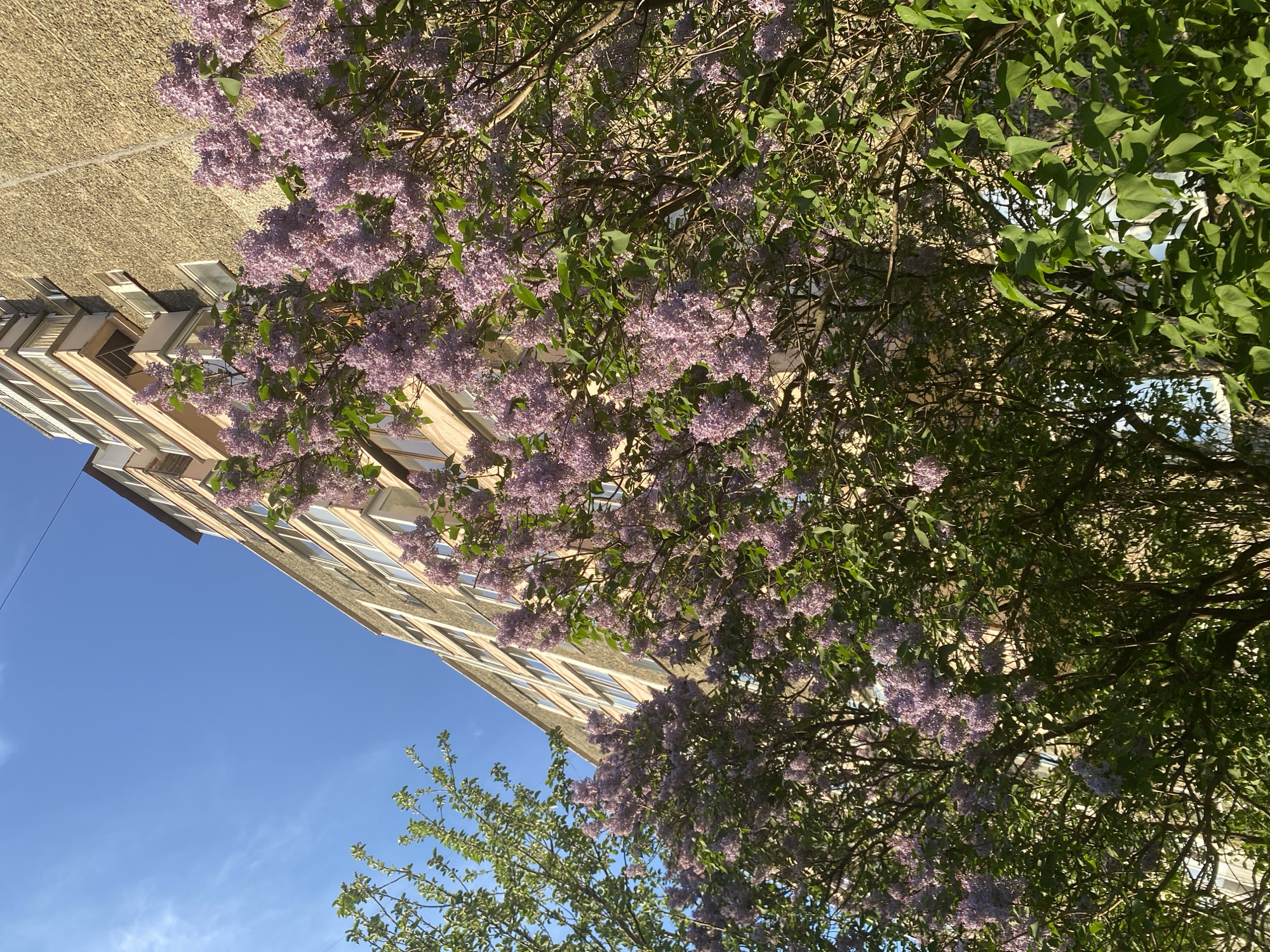 The image shows a view of a building in Votkinsk, Russia, partially obscured by trees with blooming purple lilacs. The building has a light brown exterior with visible windows. The sky is blue with some light clouds. The trees are in the foreground and on the right side of the building. No people are visible. The photo appears to have been taken from a low angle, looking up at the building and trees.