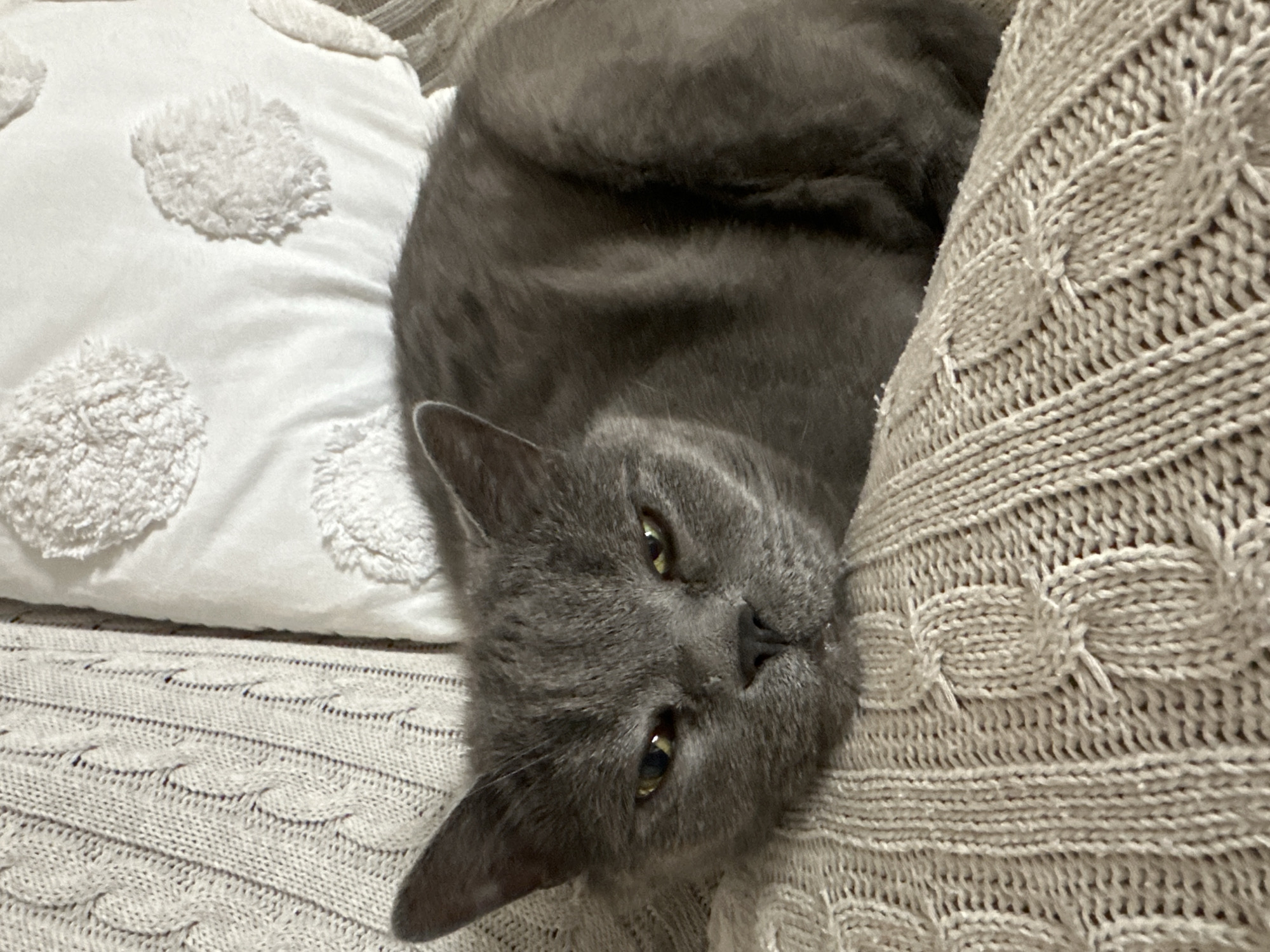 The image shows a close-up, overhead view of a gray cat lying on a textured, cream-colored knitted blanket. The cat is facing the camera, with its head resting on the blanket. Its eyes are partially closed, and its expression appears relaxed or sleepy. Behind the cat, a white pillow with a raised, circular pattern is visible. The background is out of focus, but appears to be a similar textile surface. There are no people or other animals visible in the image. The scene is indoors, likely on a couch or bed. The image does not provide any information about the location in the city of Malye Ust'ya, Russia.